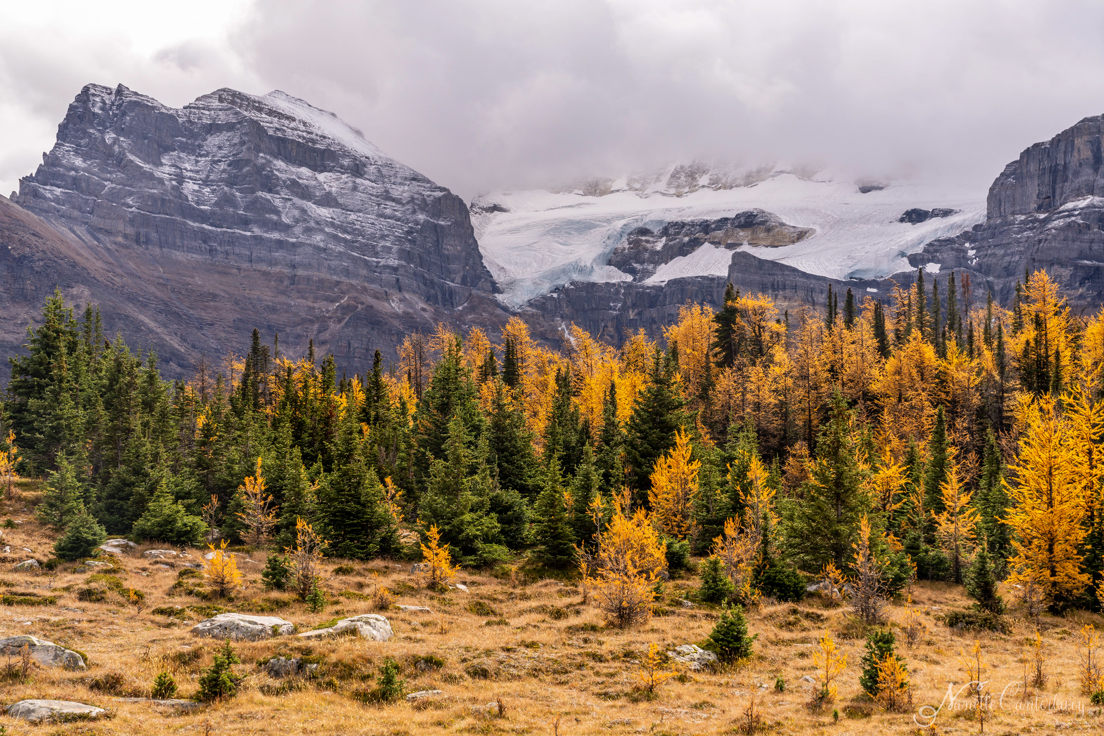 Larch Valley Trail