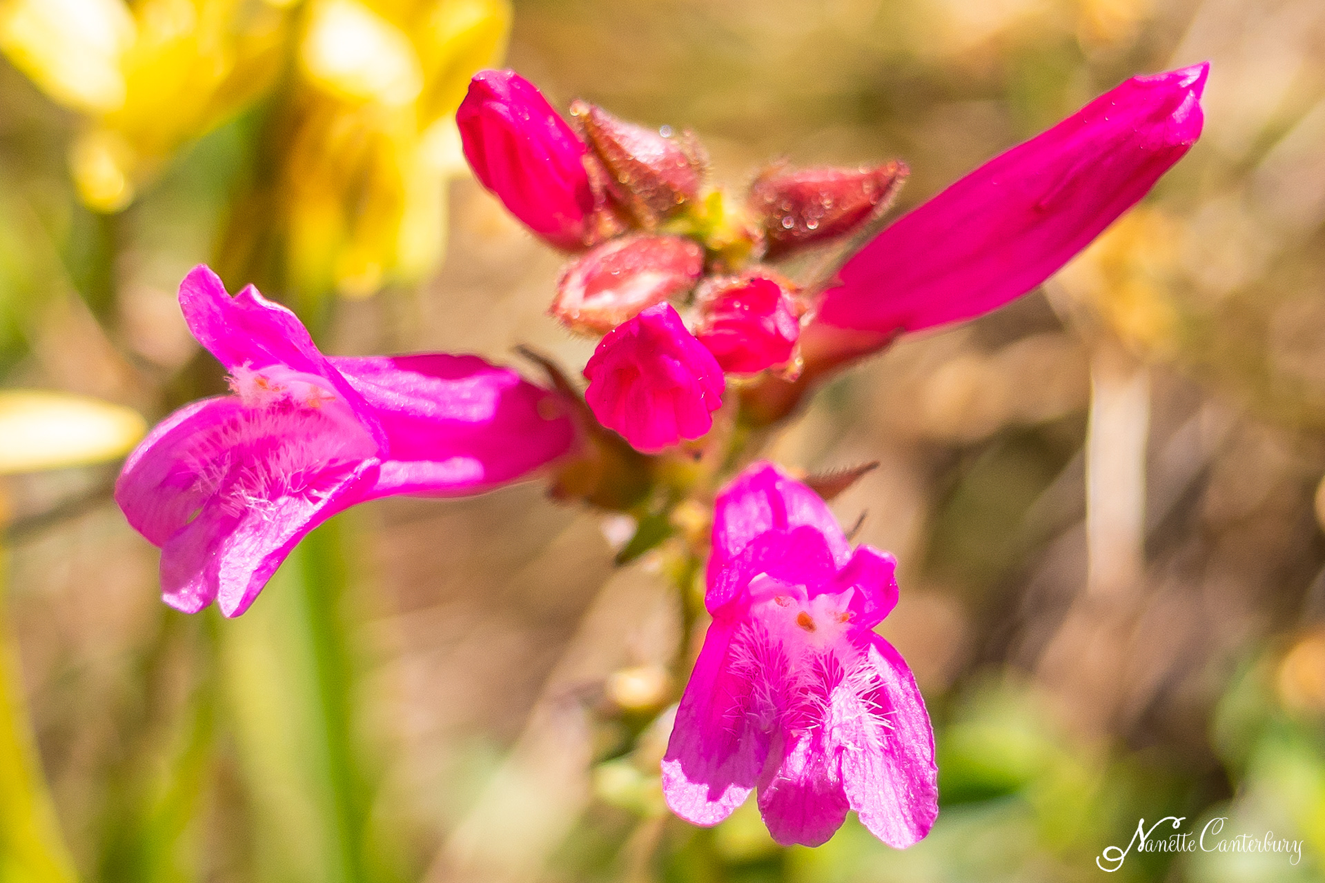 Mountain Pride Penstemon