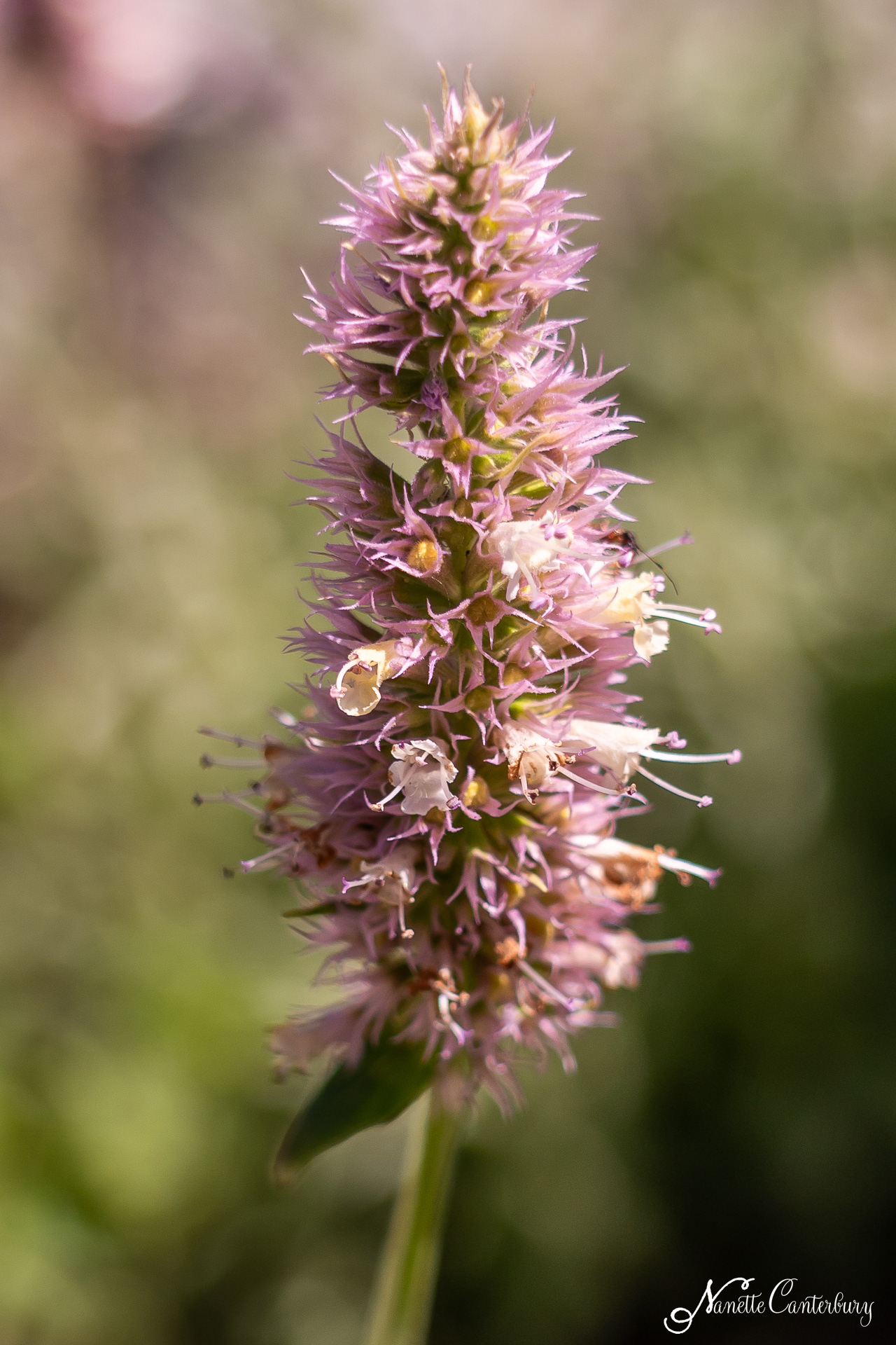 Nettleleaf Giant Hyssop