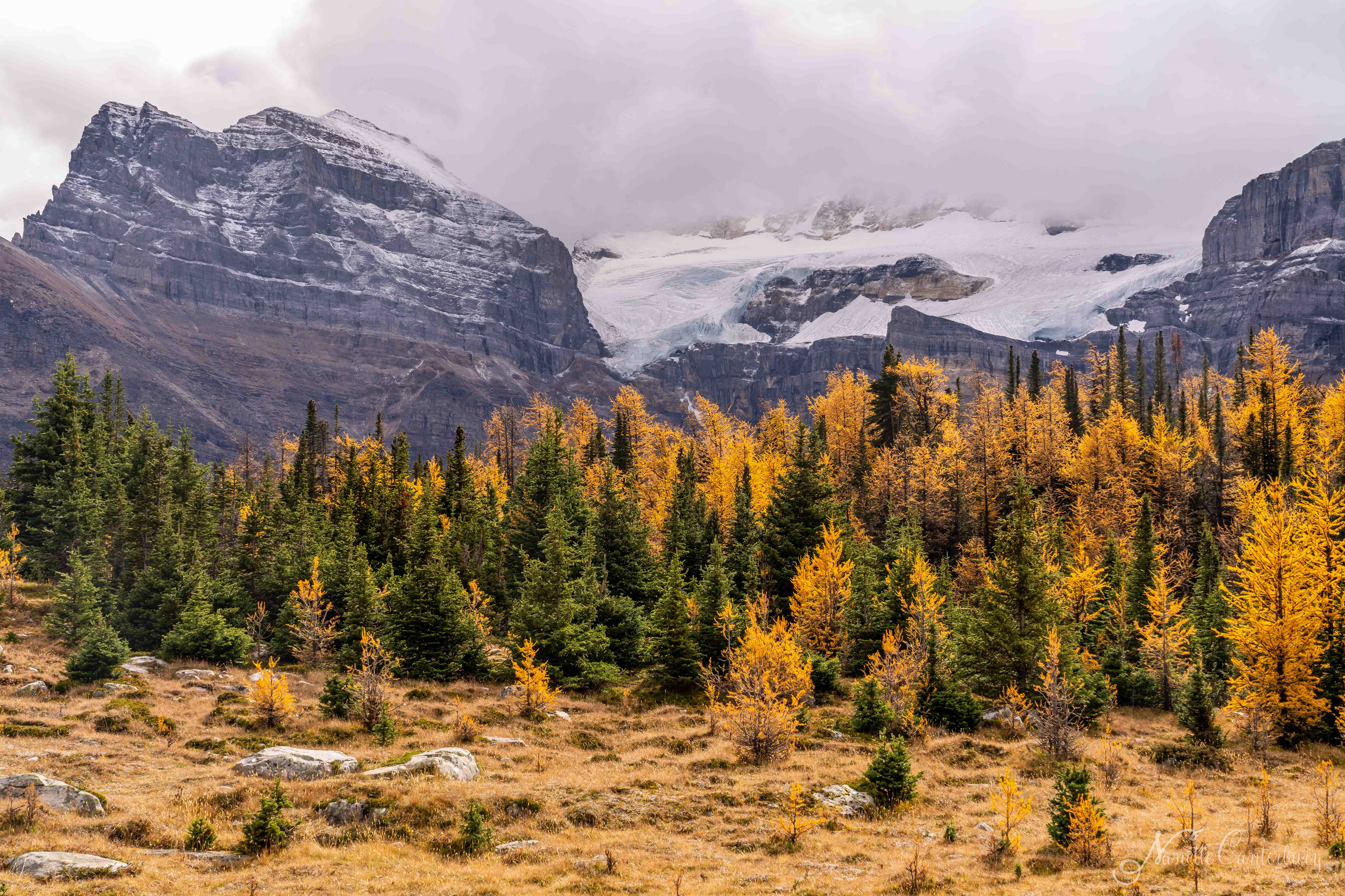 Larch Valley Trail