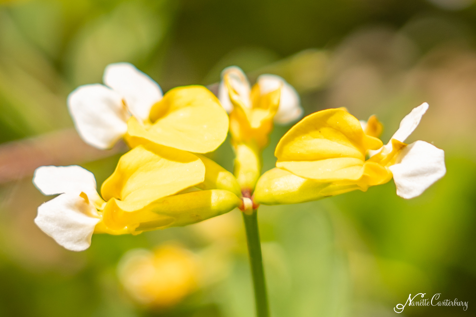 Narrow Leaved Lotus