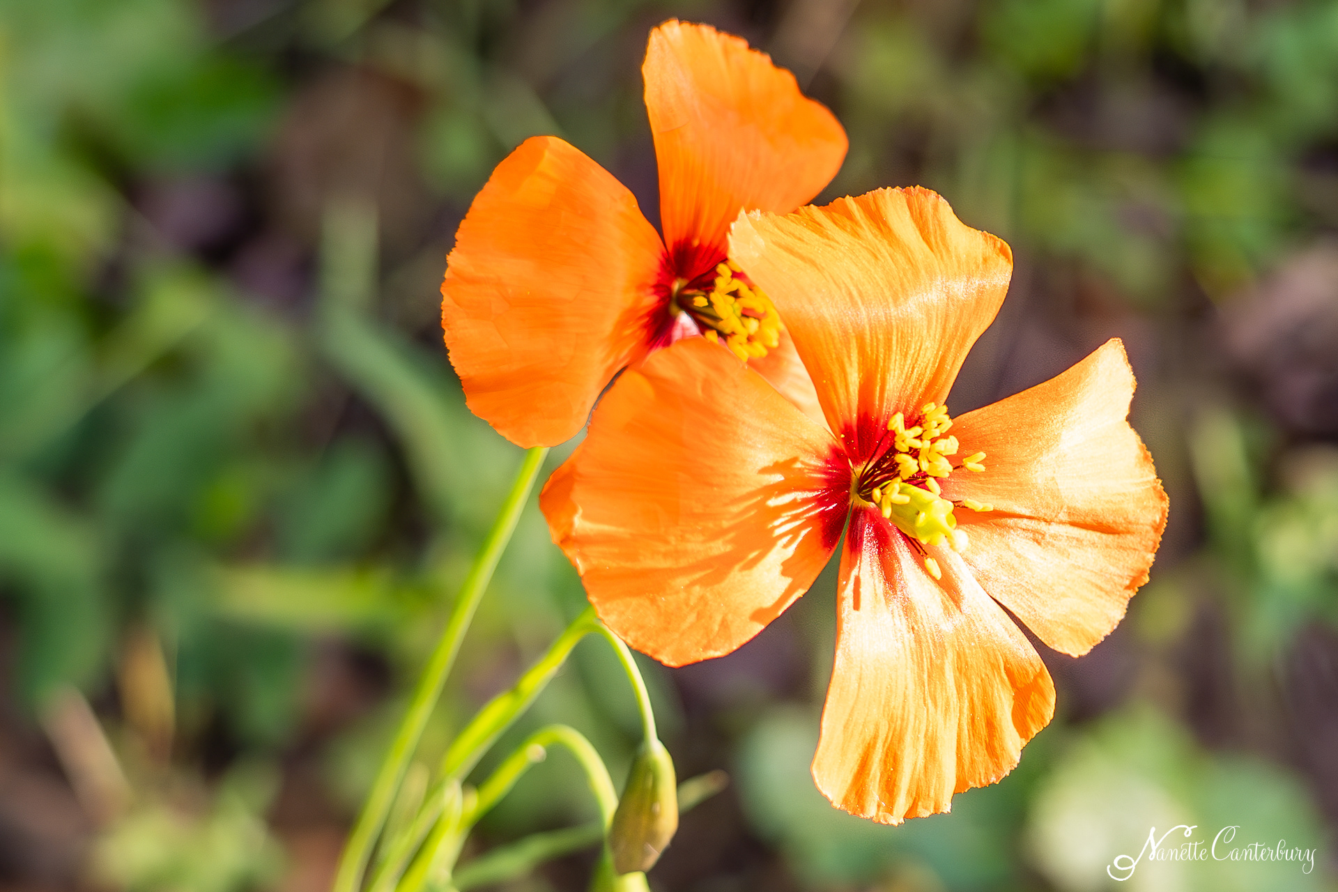Long-Headed Poppy