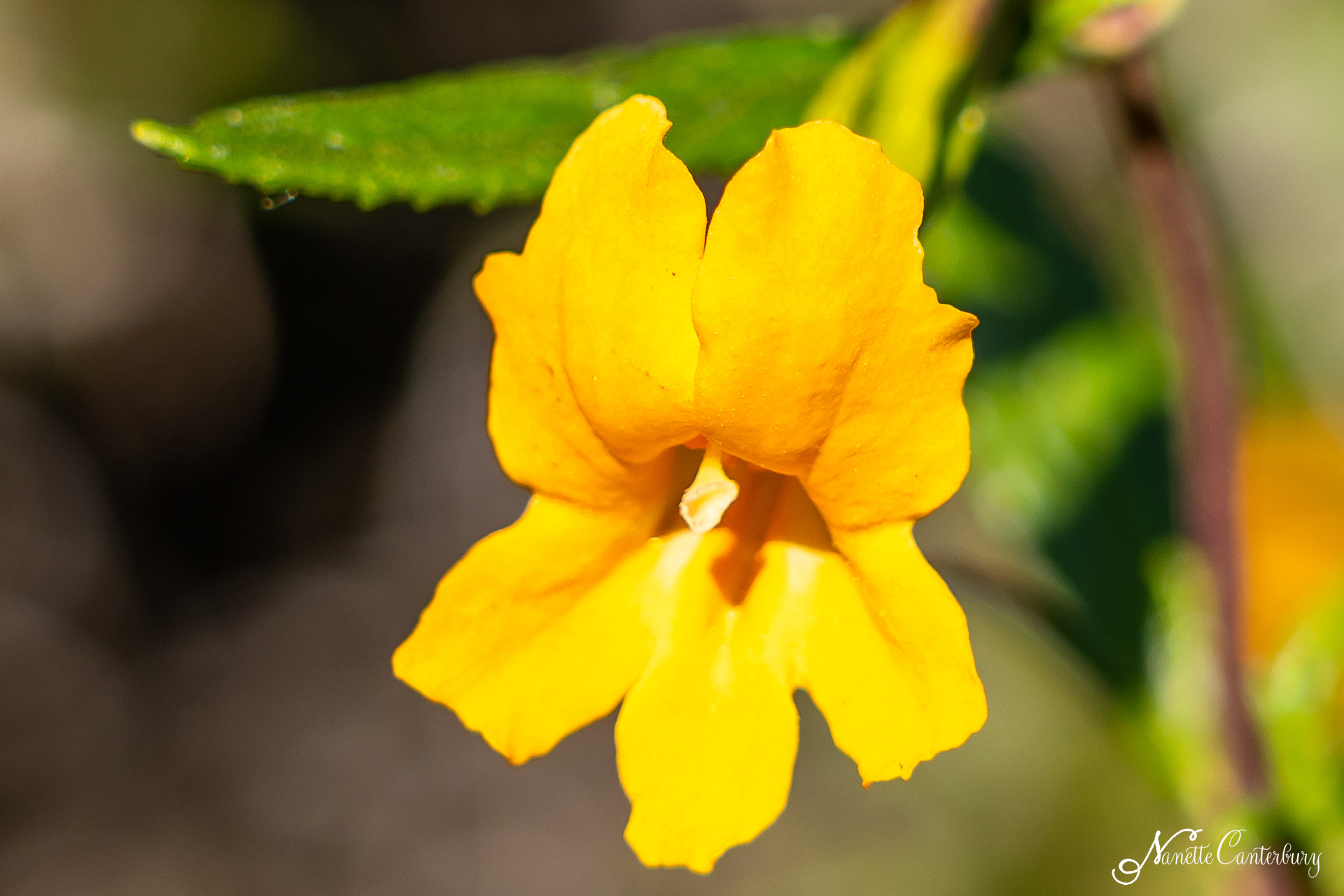 Sticky Monkeyflower