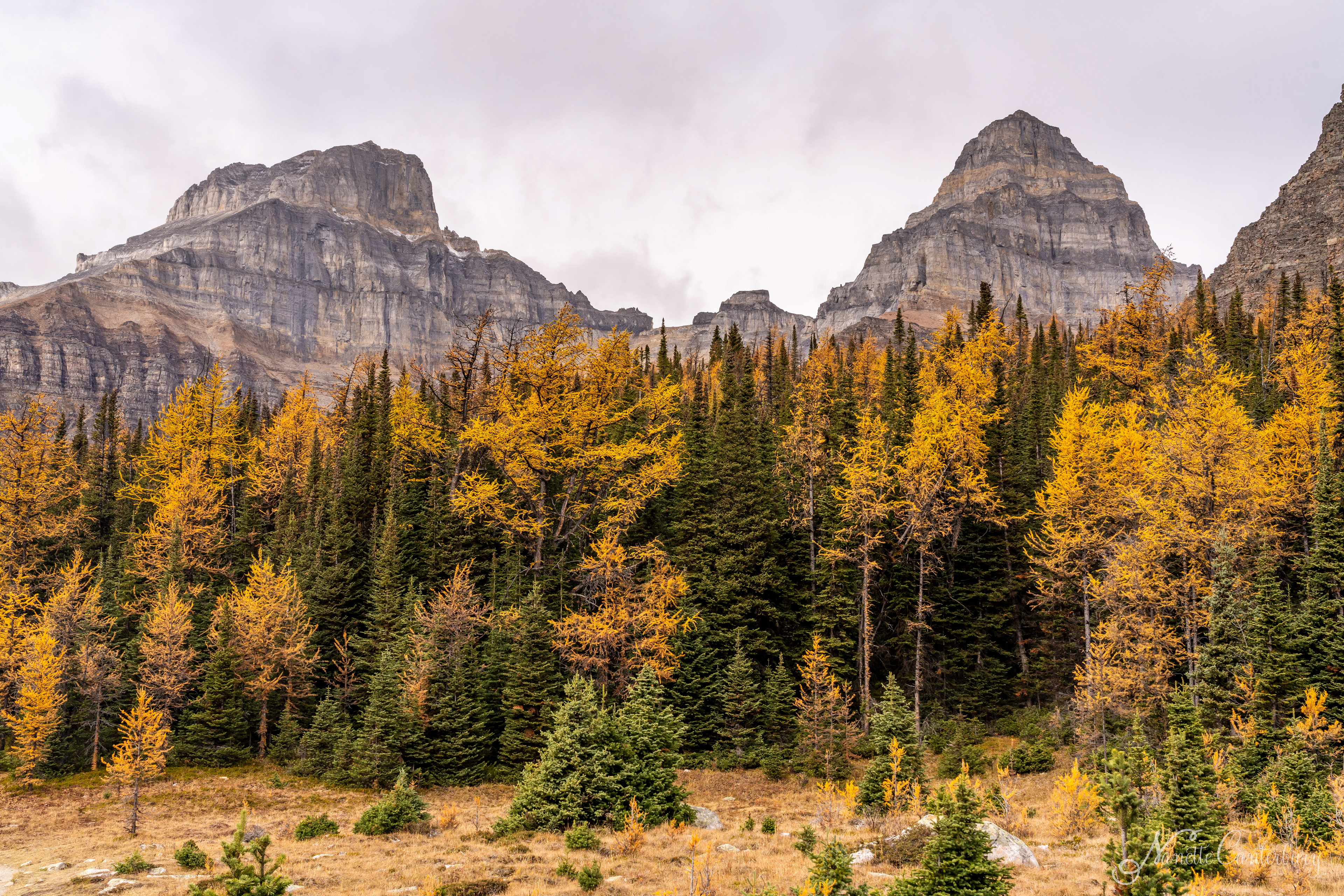 Larch Valley Trail