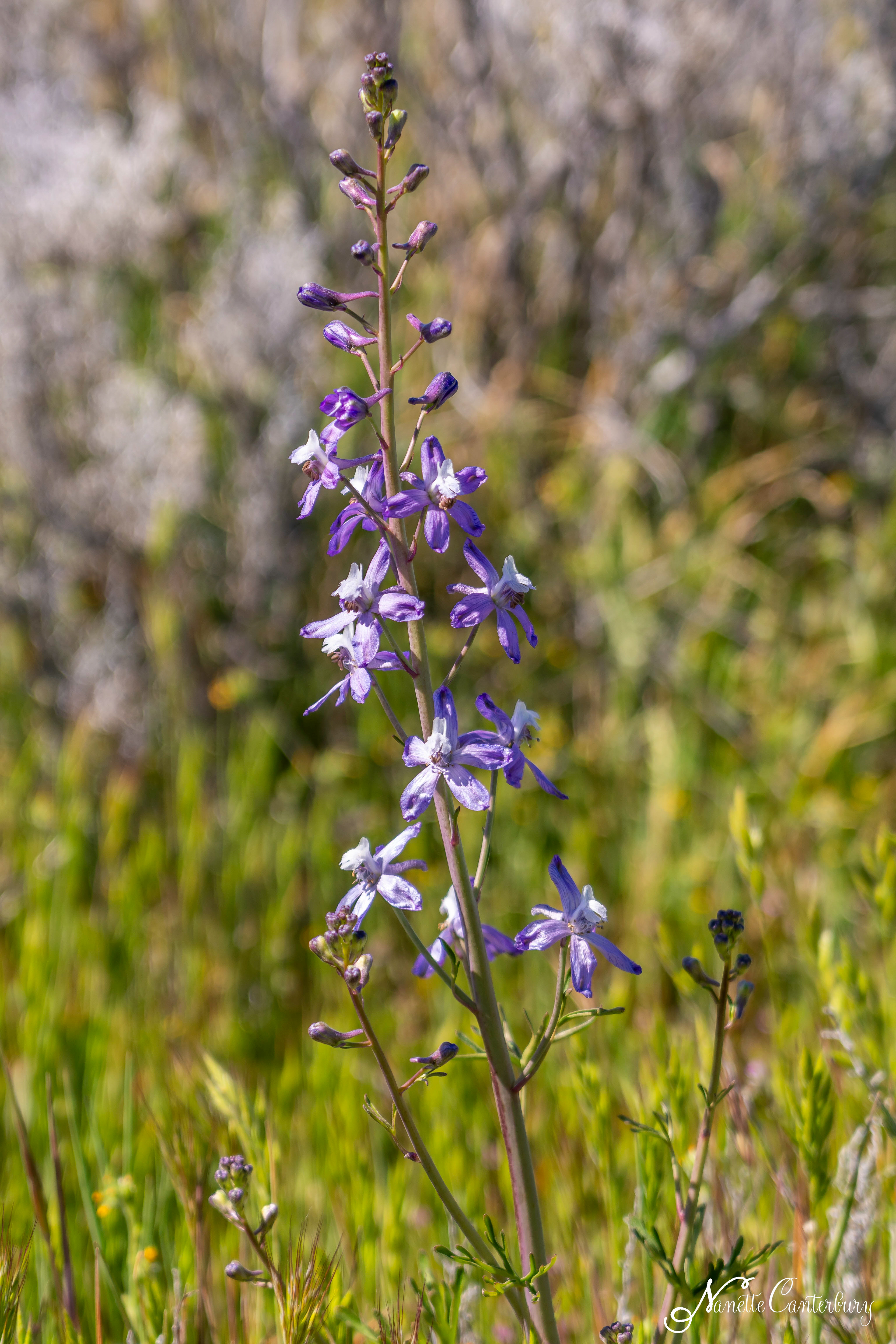 Larkspur