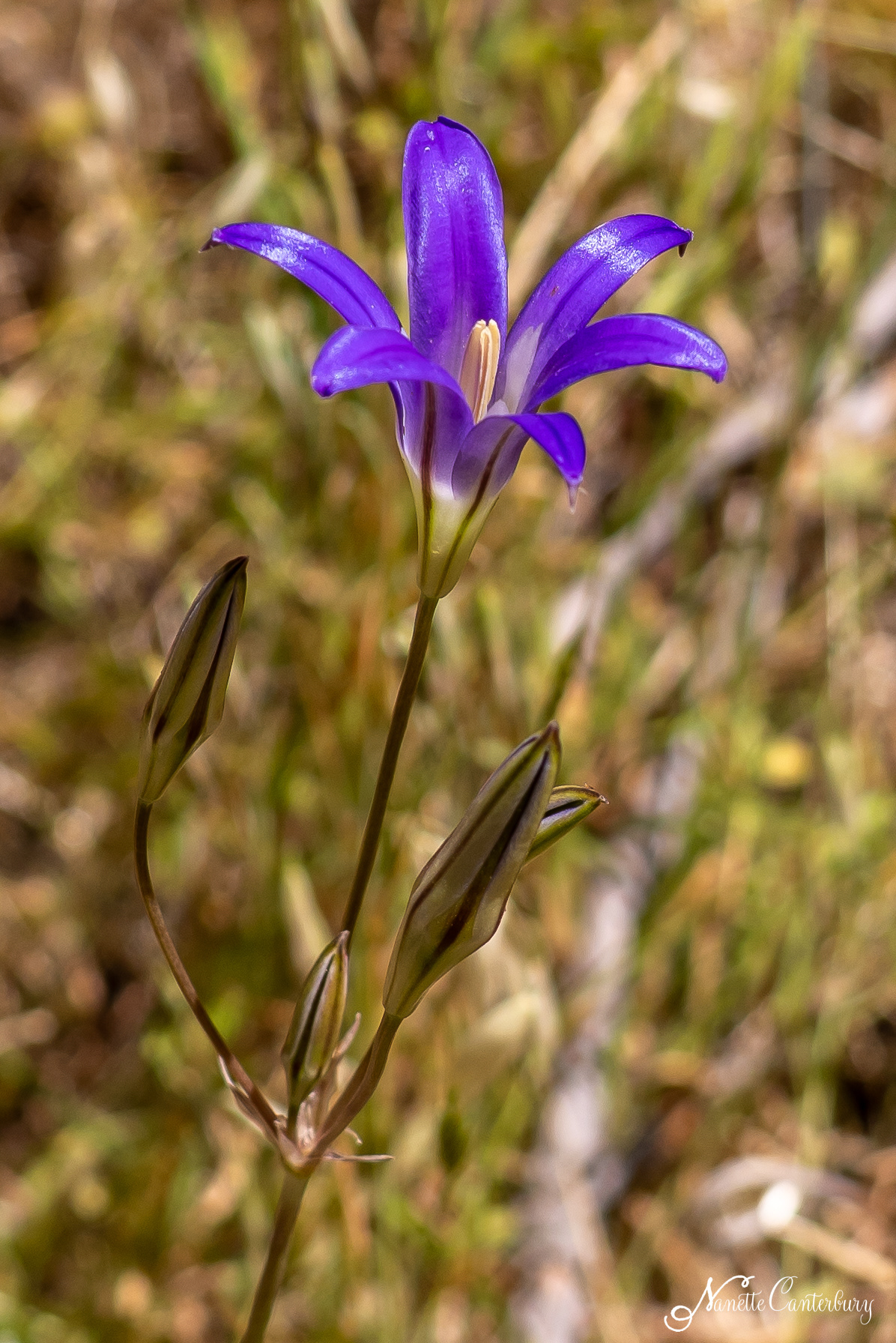 Harvest Brodiaea