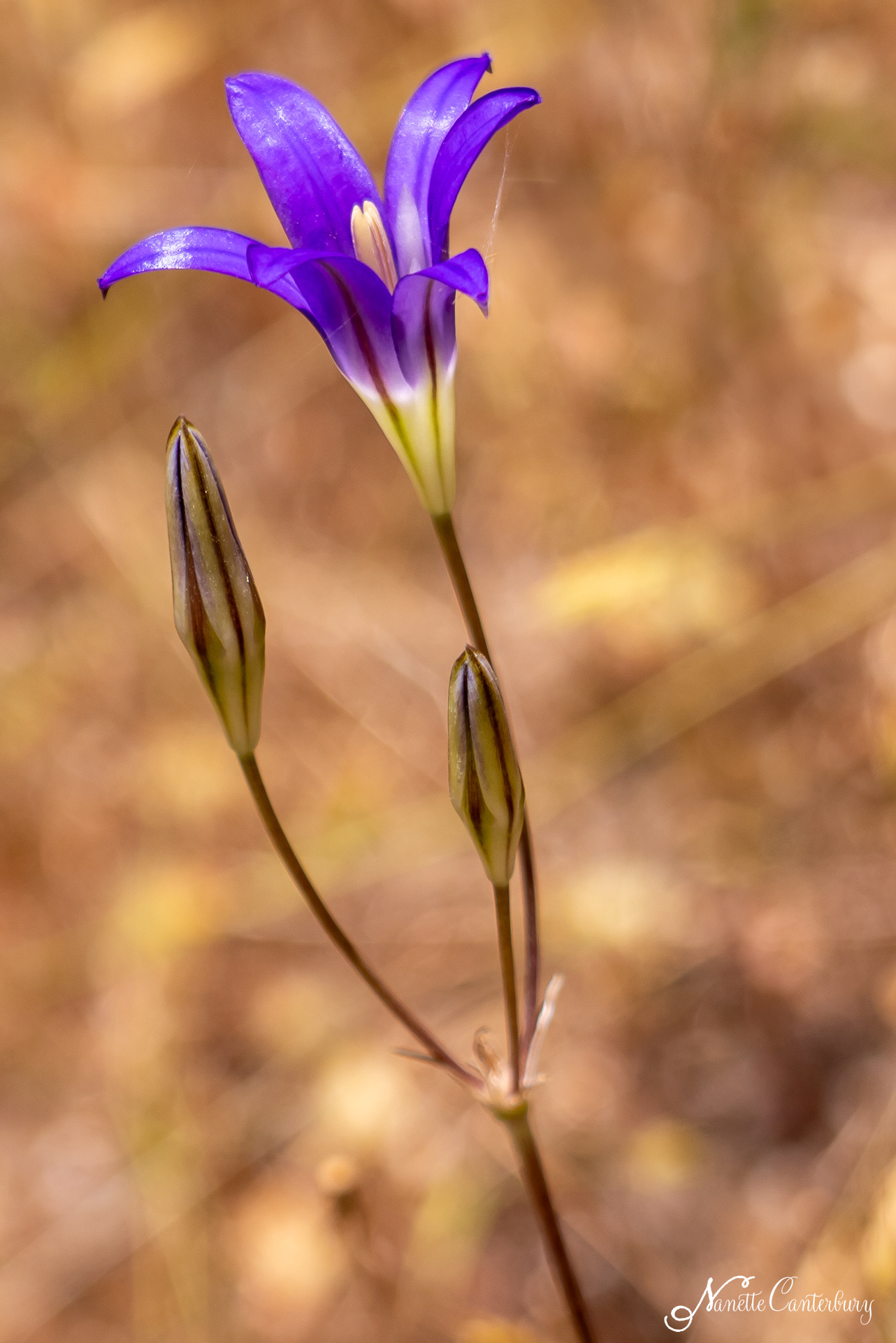 Harvest Brodiaea