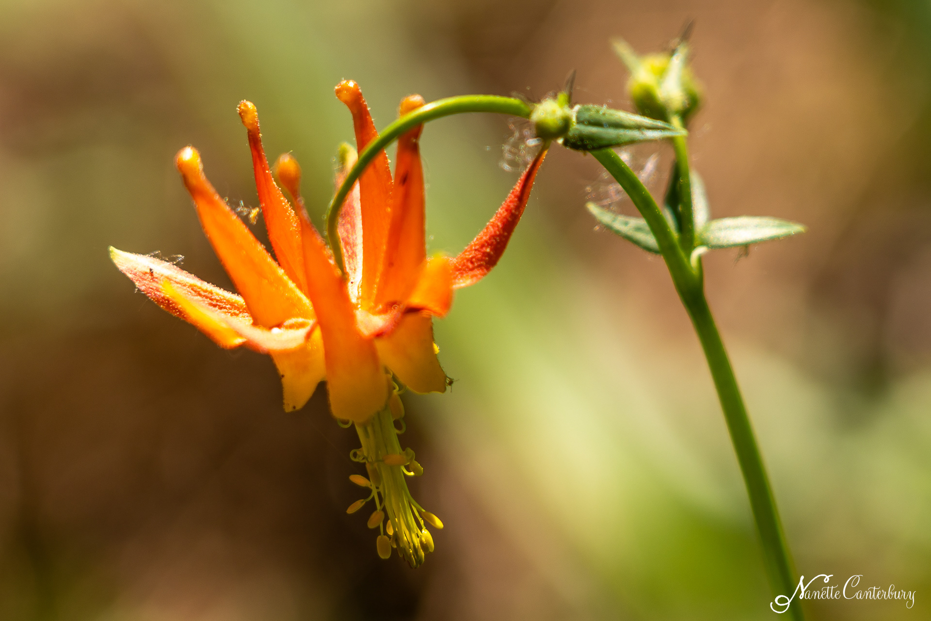 Columbine