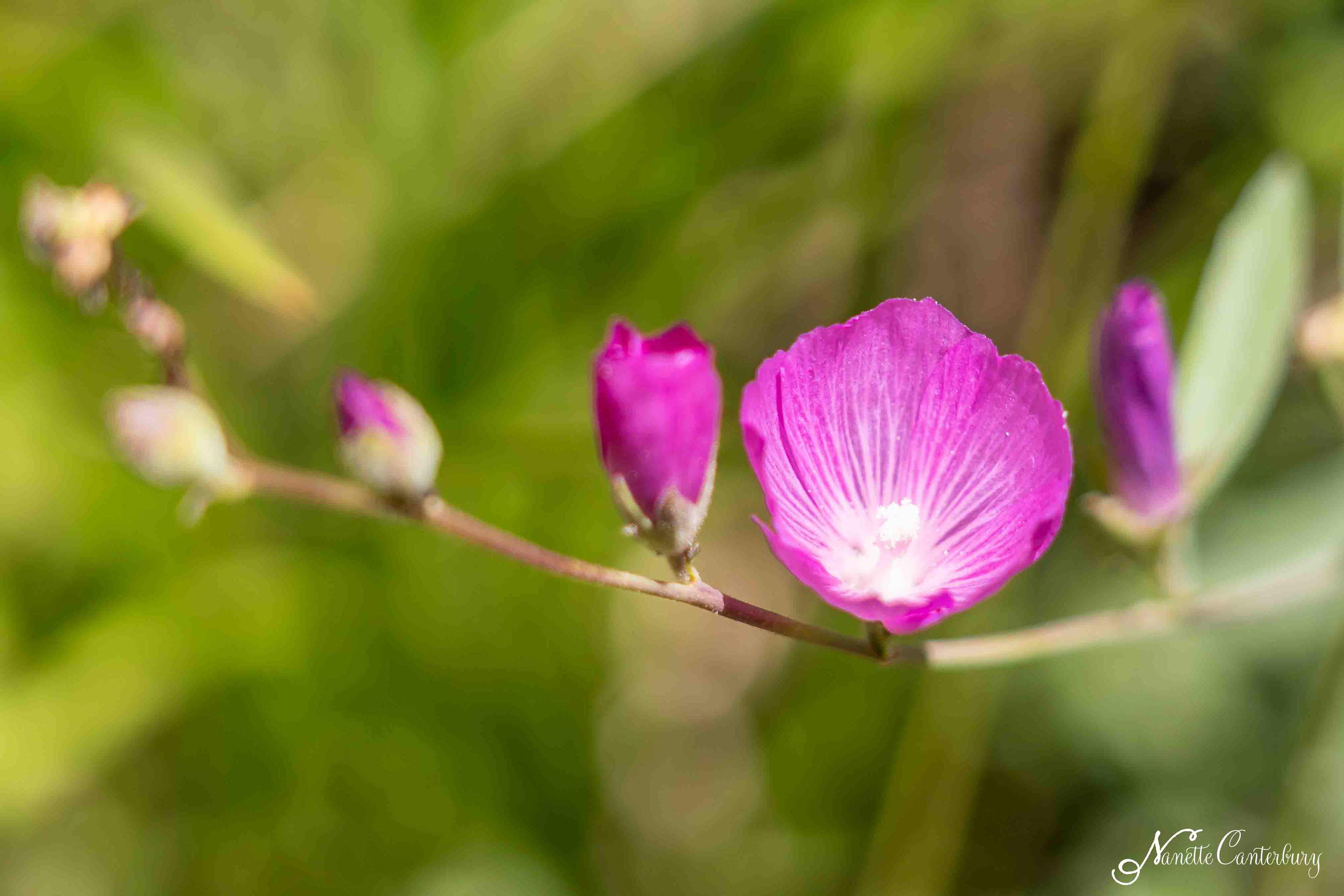 Checkerbloom