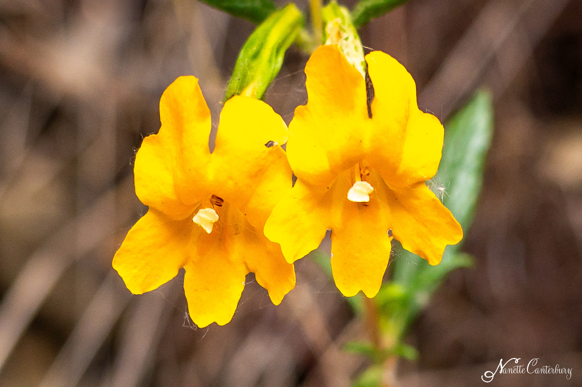 Sticky Monkey Flower