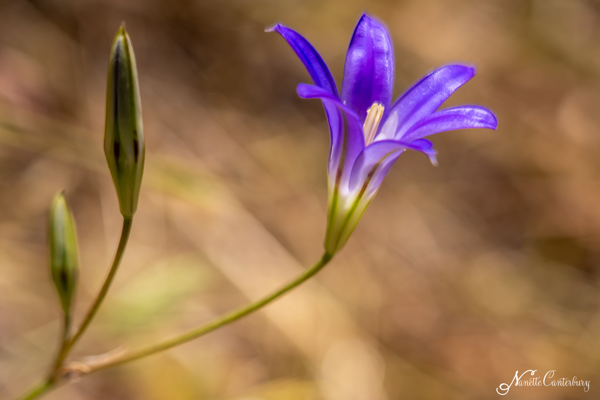 Harvest Brodiaea