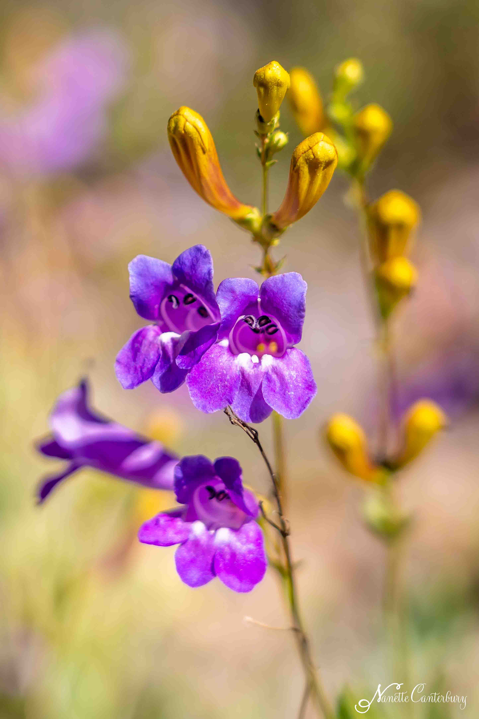Foothill Penstemon