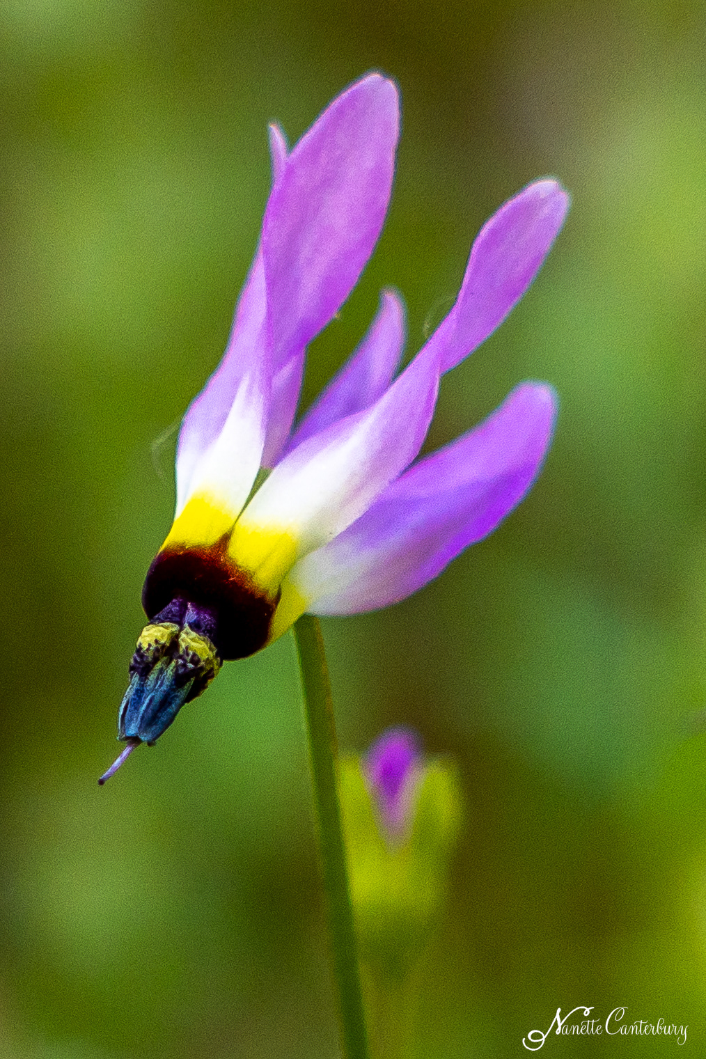 Shooting Star