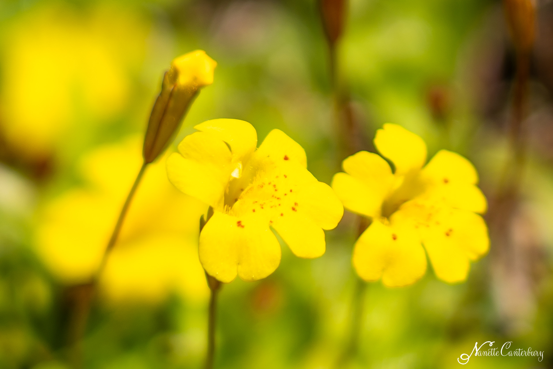 Primrose Monkeyflower