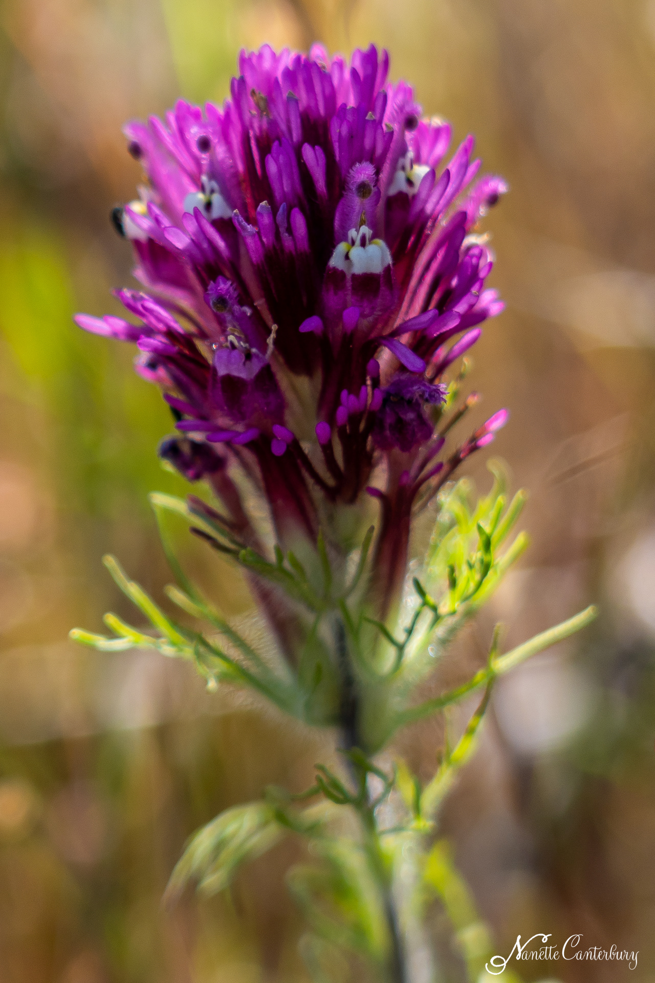Owl's Clover