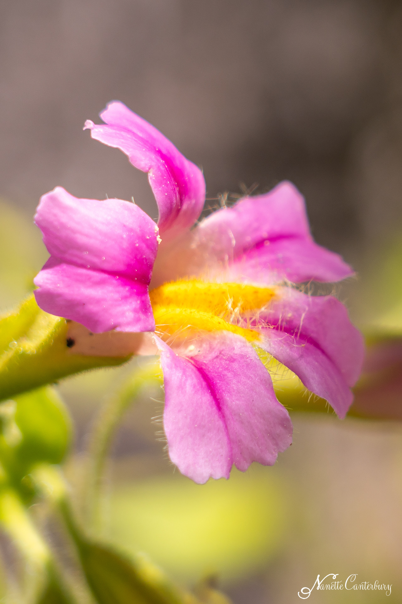 Blushing Monkeyflower