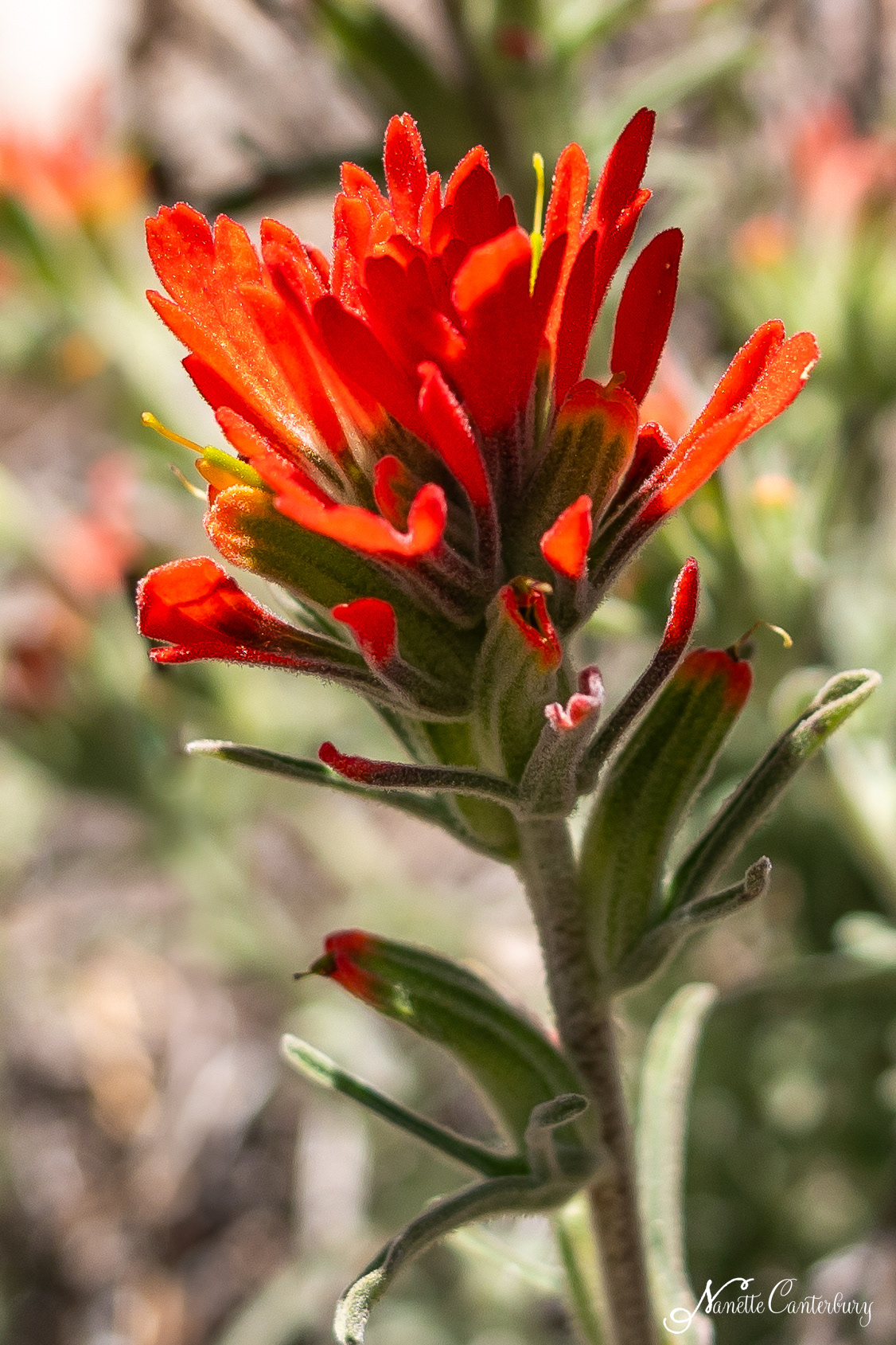 Paintbrush