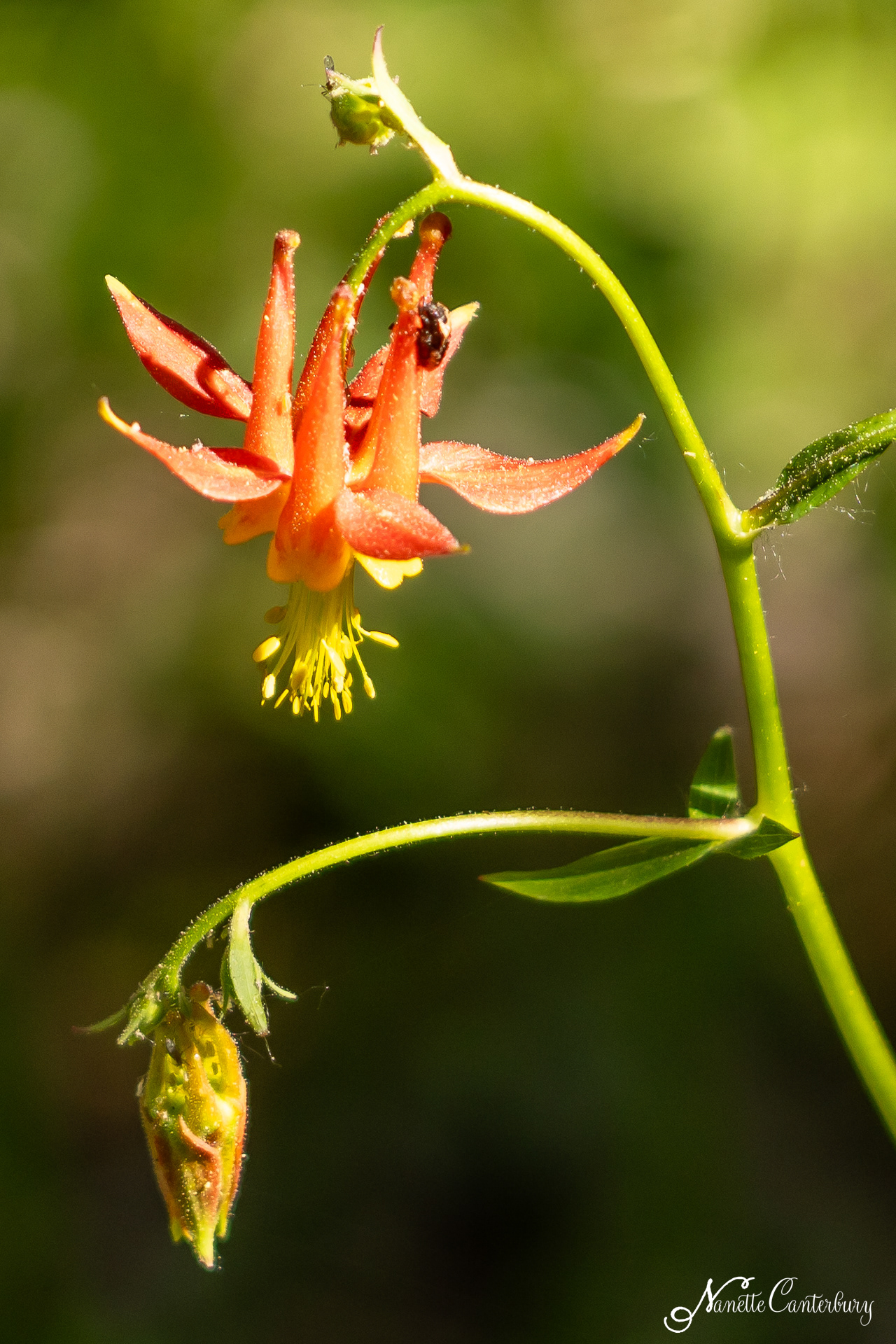 Columbine
