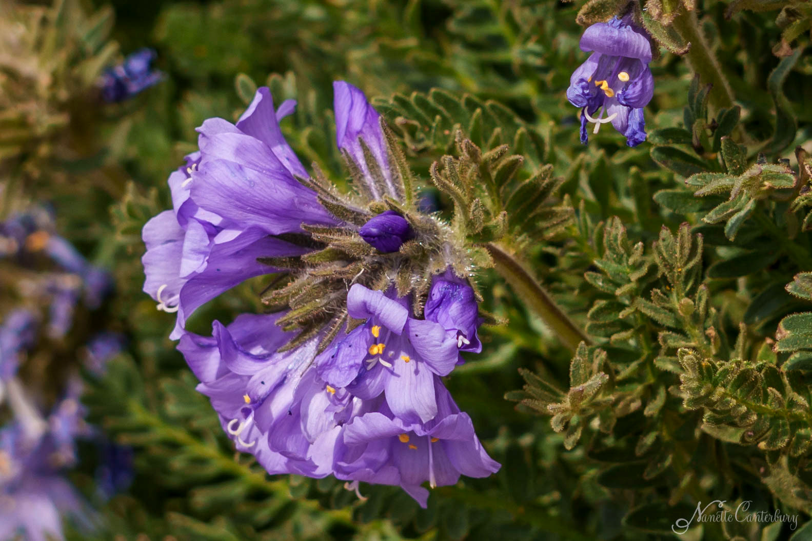 Sky Pilot ( grows only above 10,000 feet)