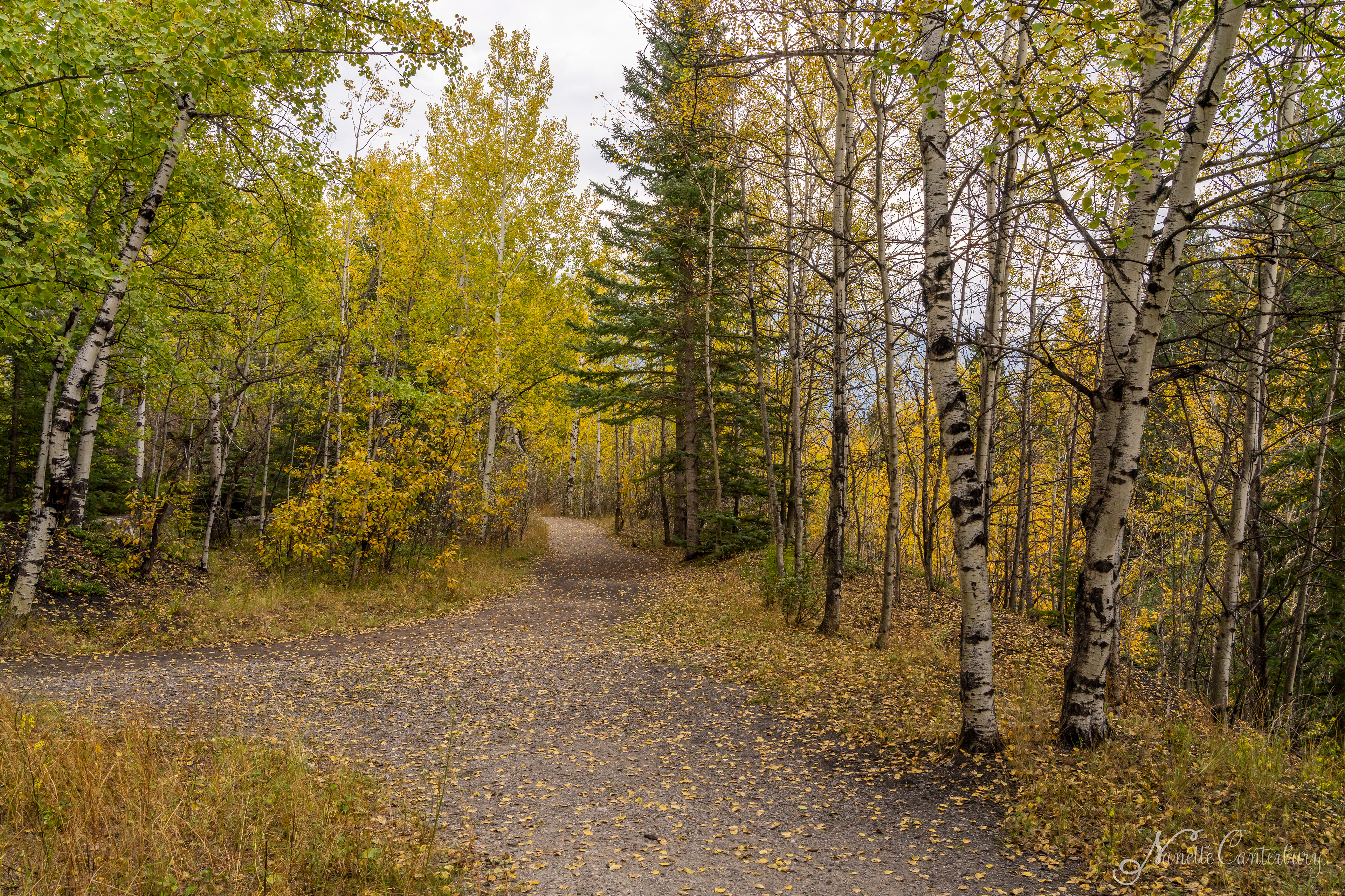 Canmore Creek Trail
