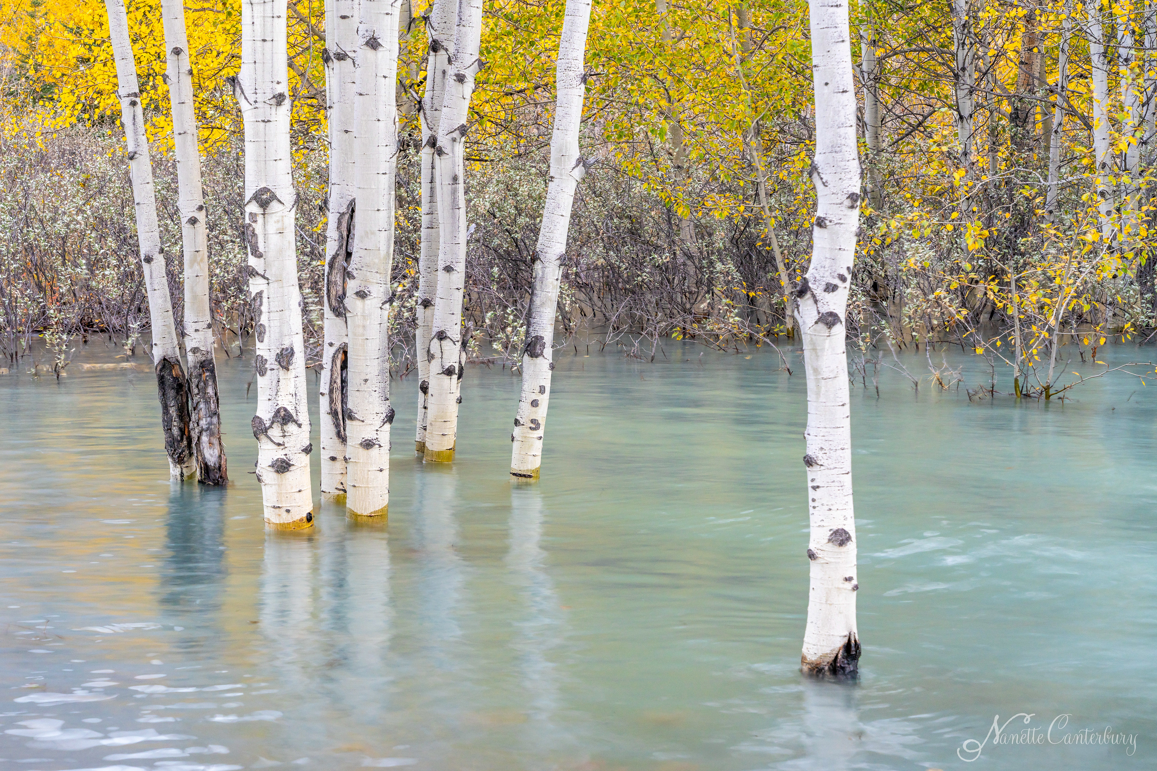 Abraham Lake