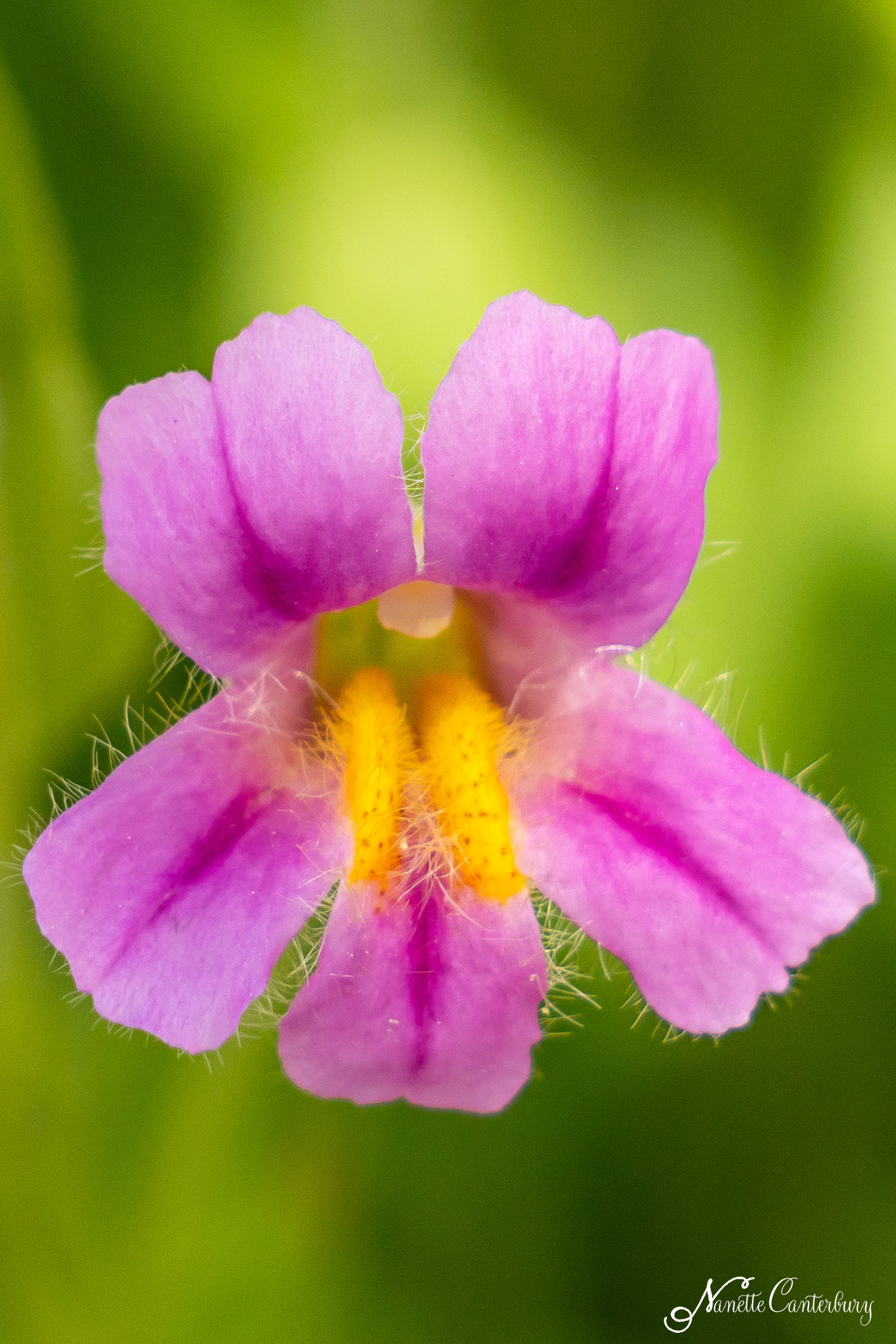 Blushing Monkeyflower