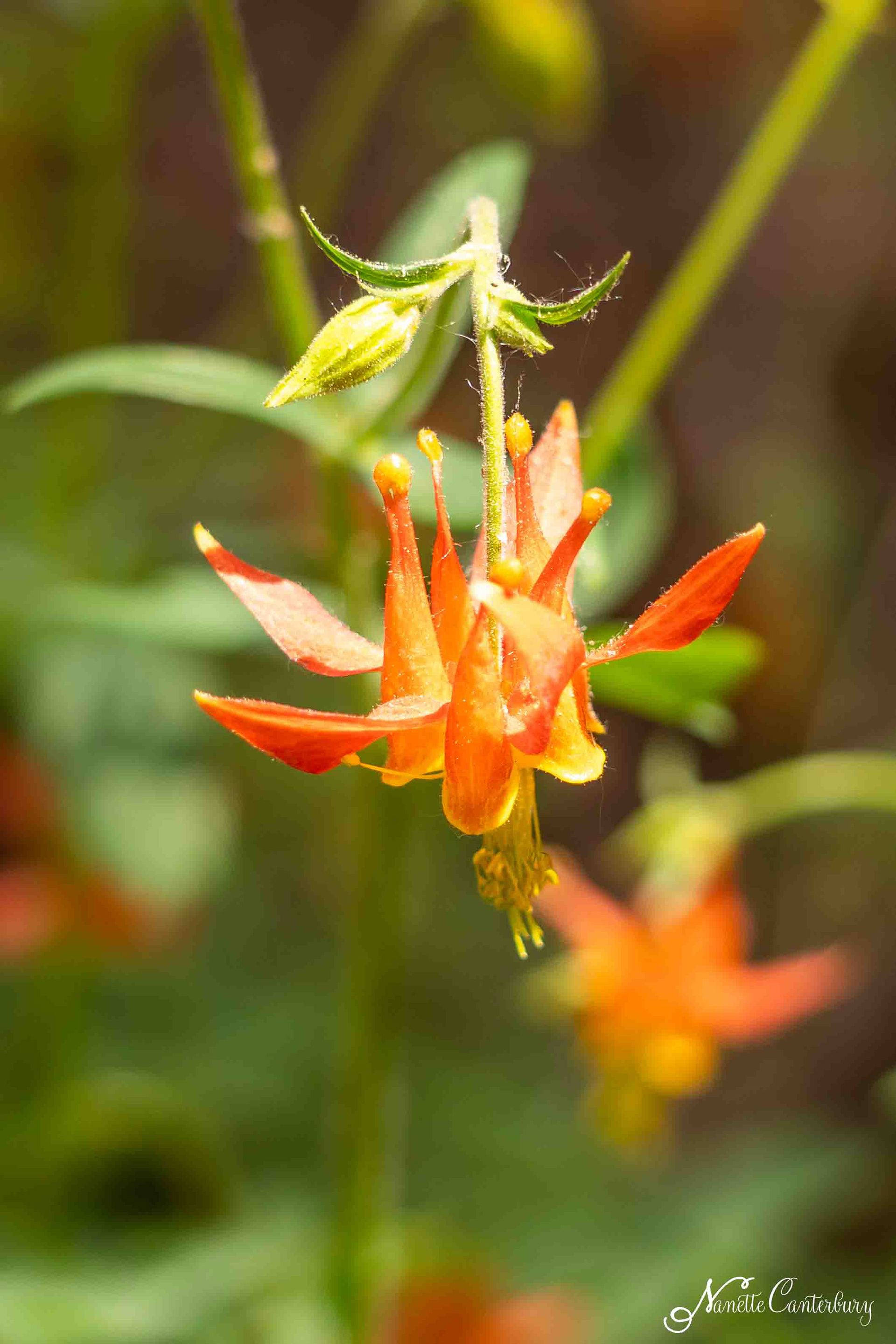 Columbine