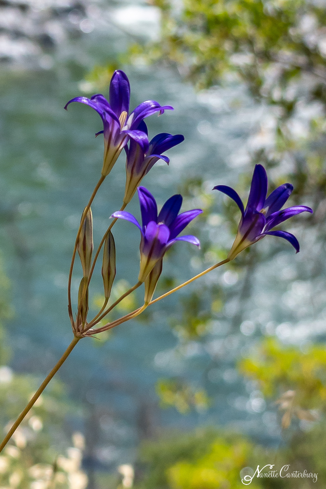 Harvest Brodiaea