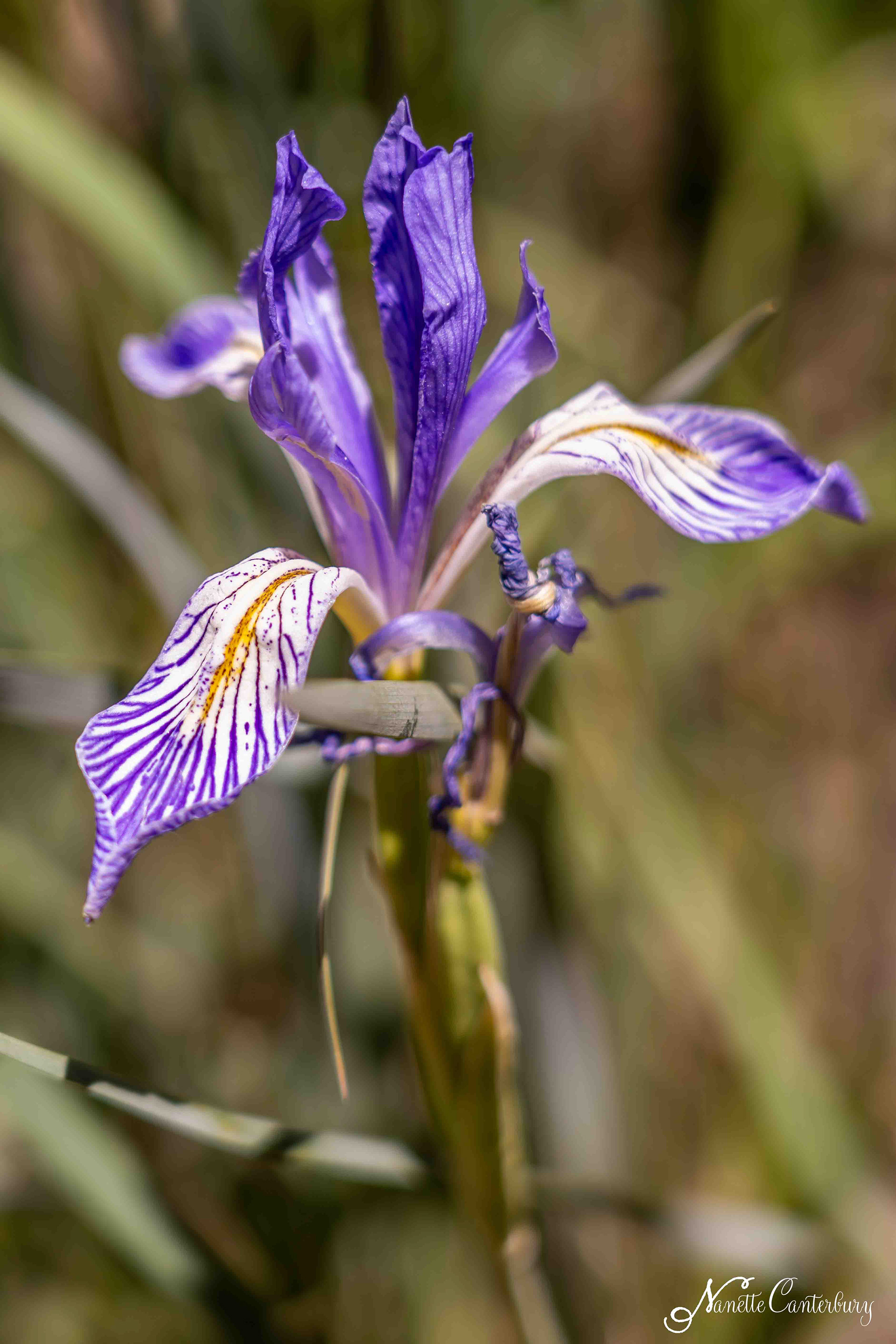 Wild Iris