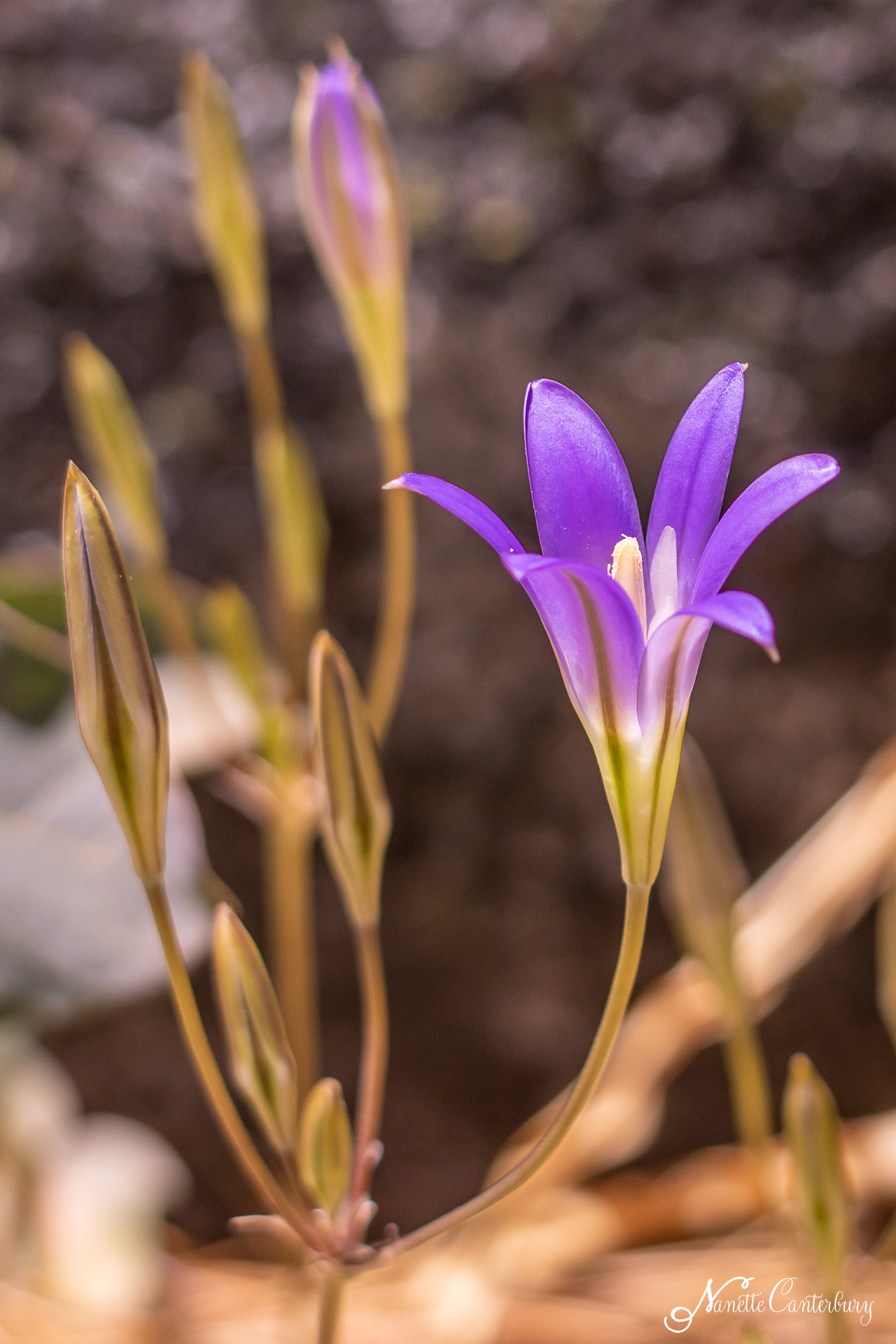 Harvest Brodiaea
