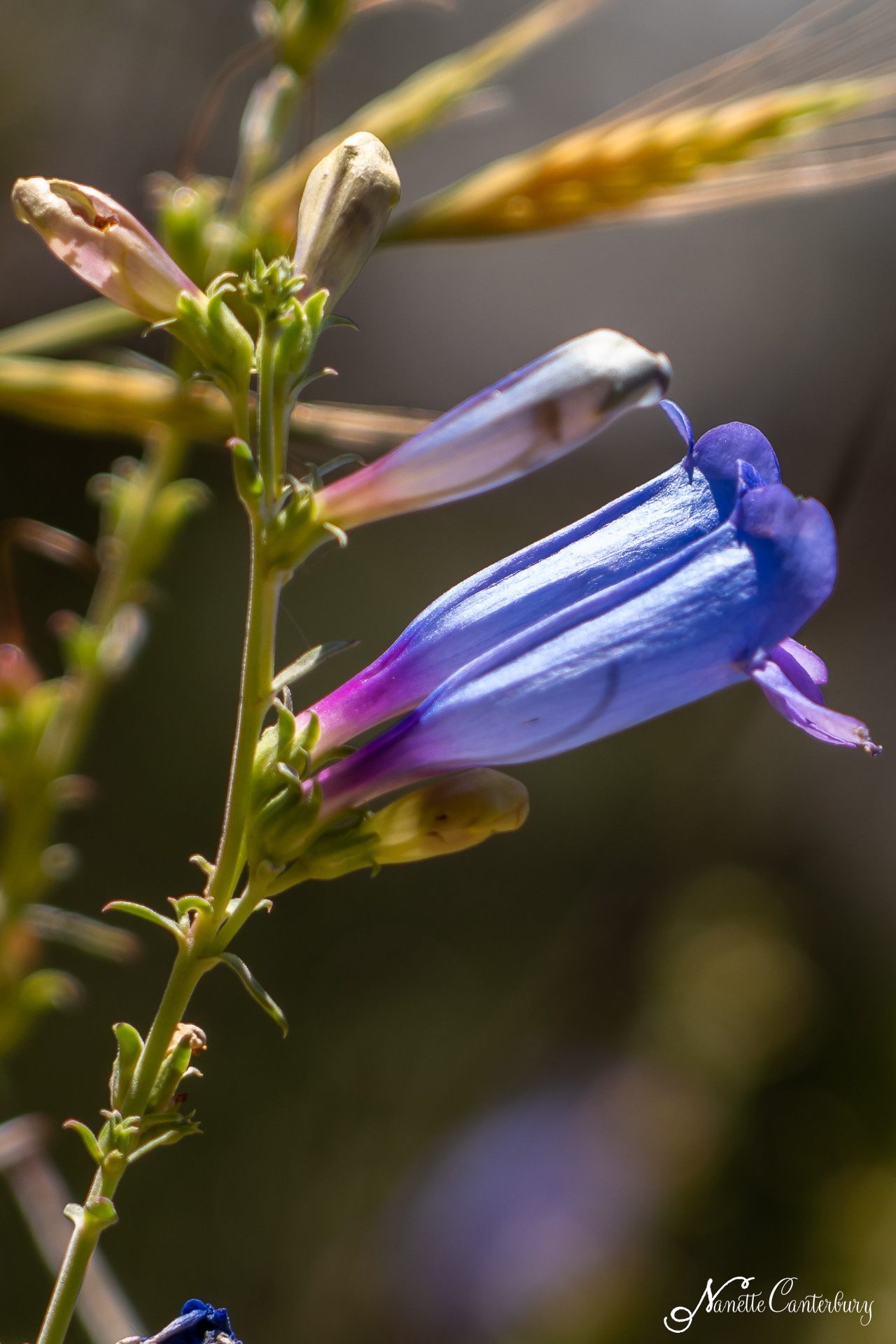 Foothill Penstemon