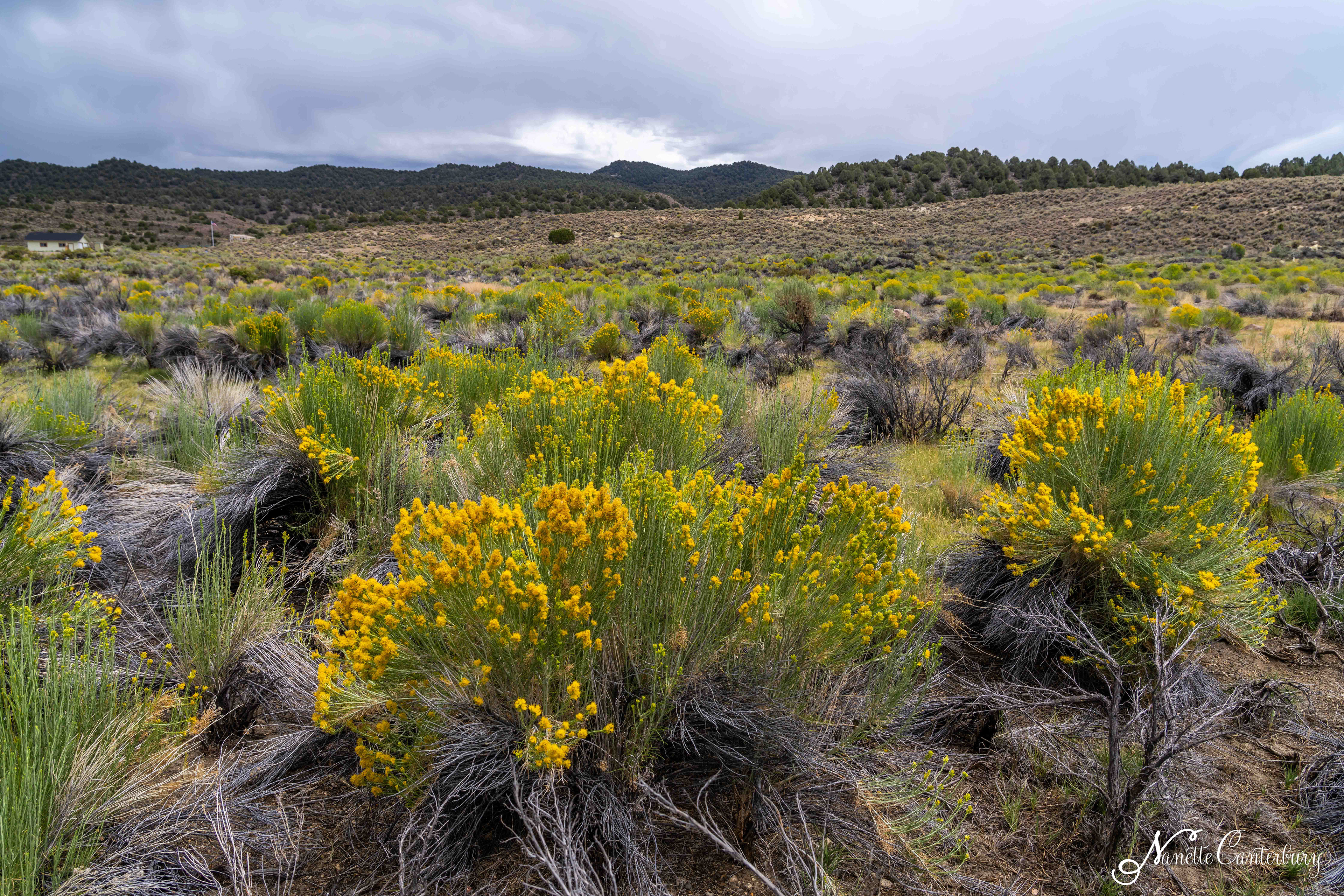 Rabbit Brush