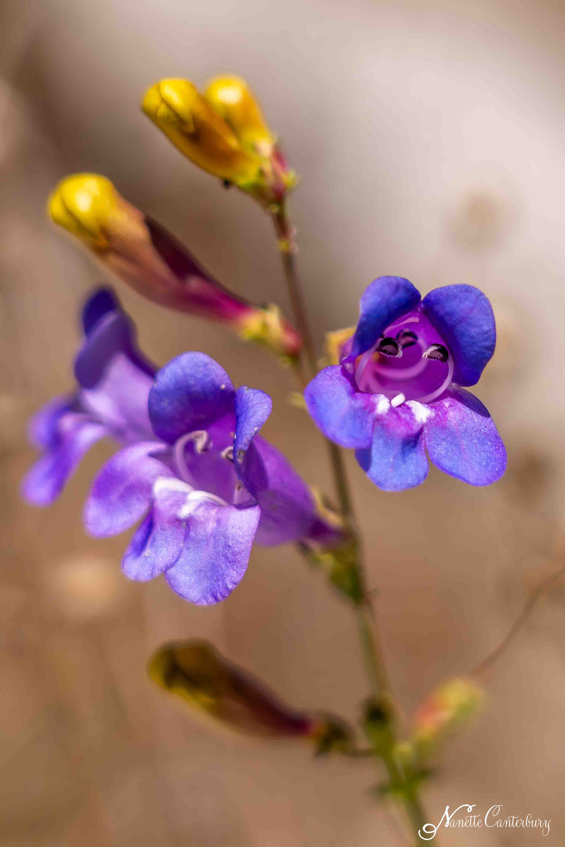 Foothill Penstemon