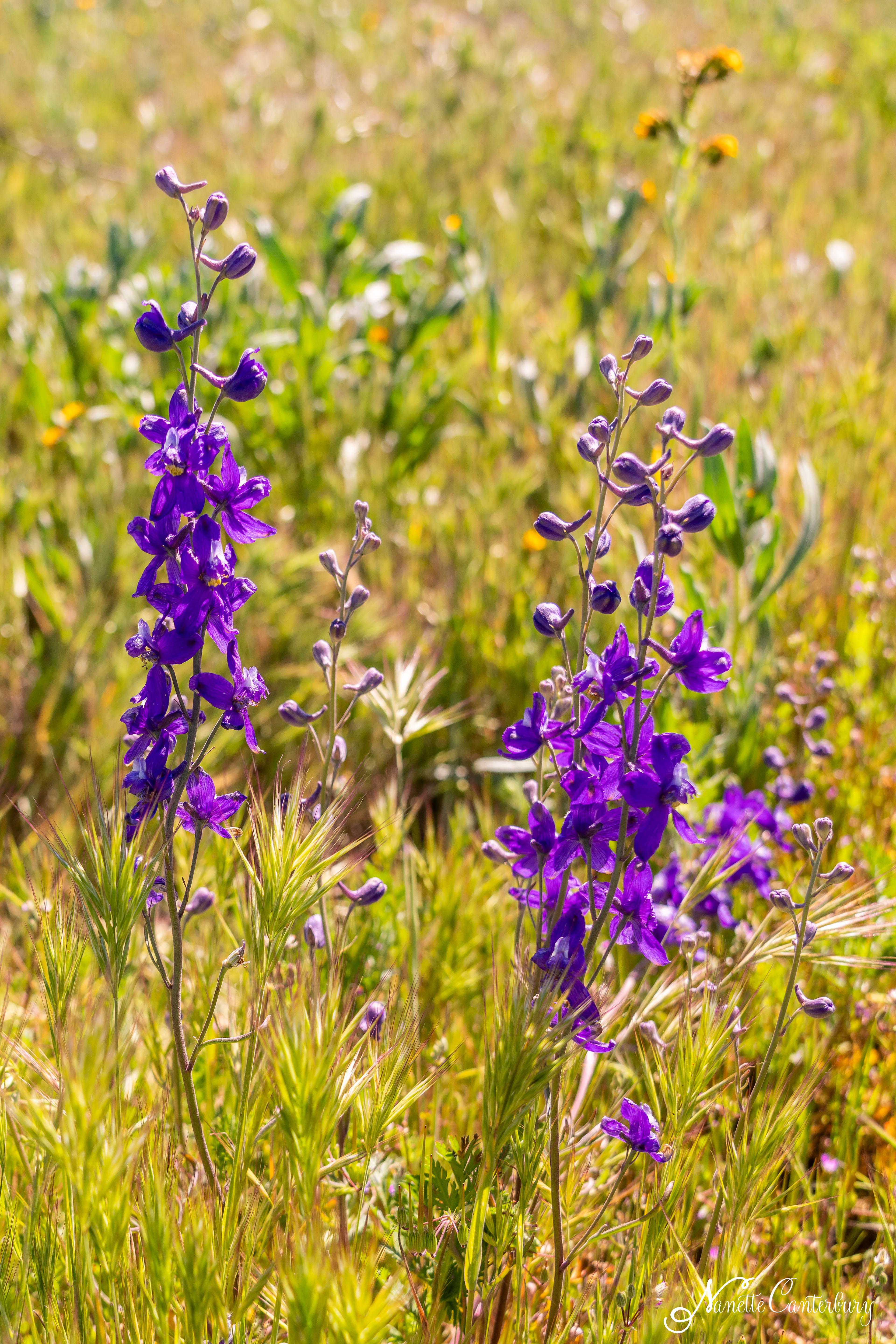 Larkspur