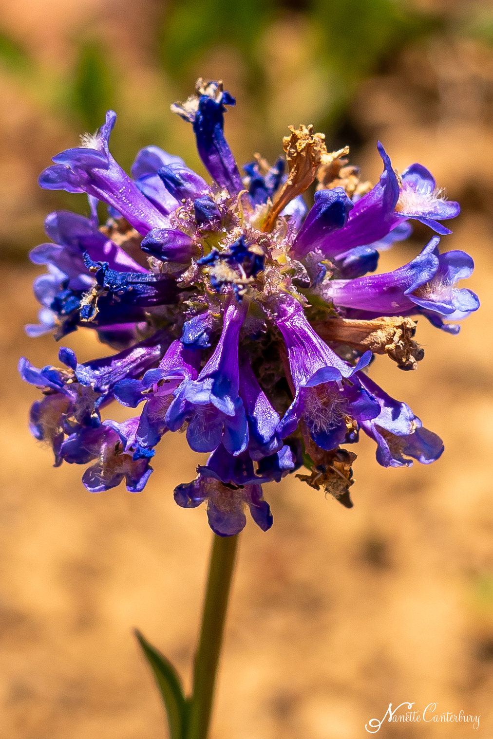 Littleflower Penstemon