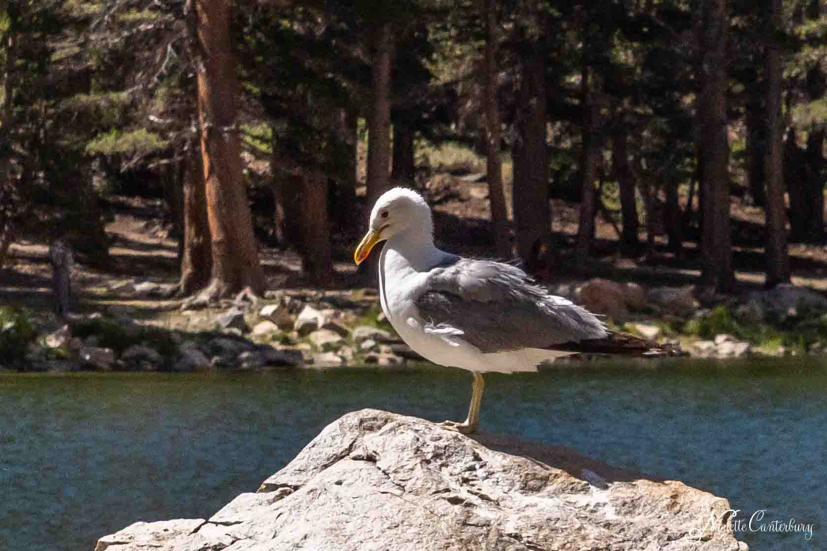Seagull 