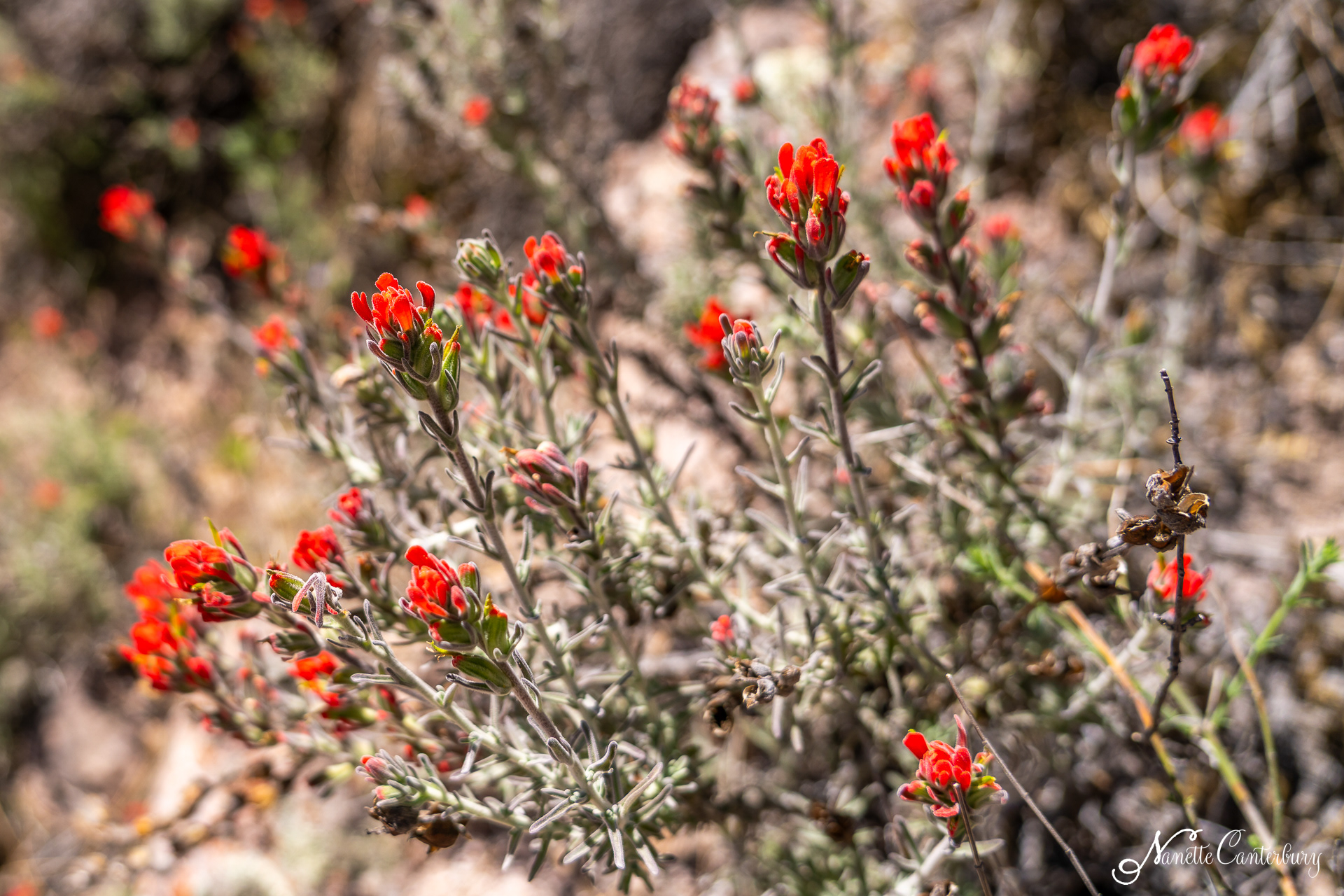 Paintbrush