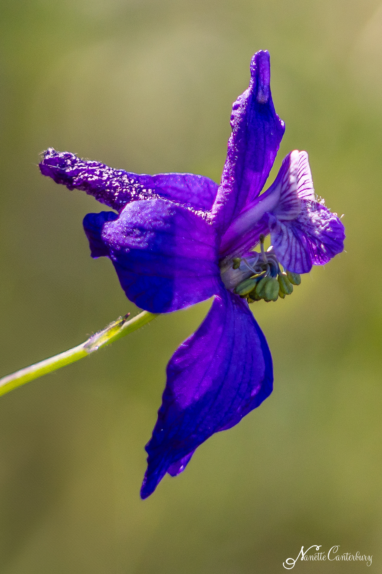 Larkspur