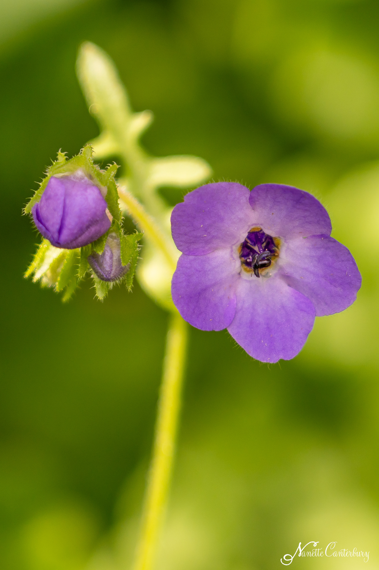 Fiesta Flower