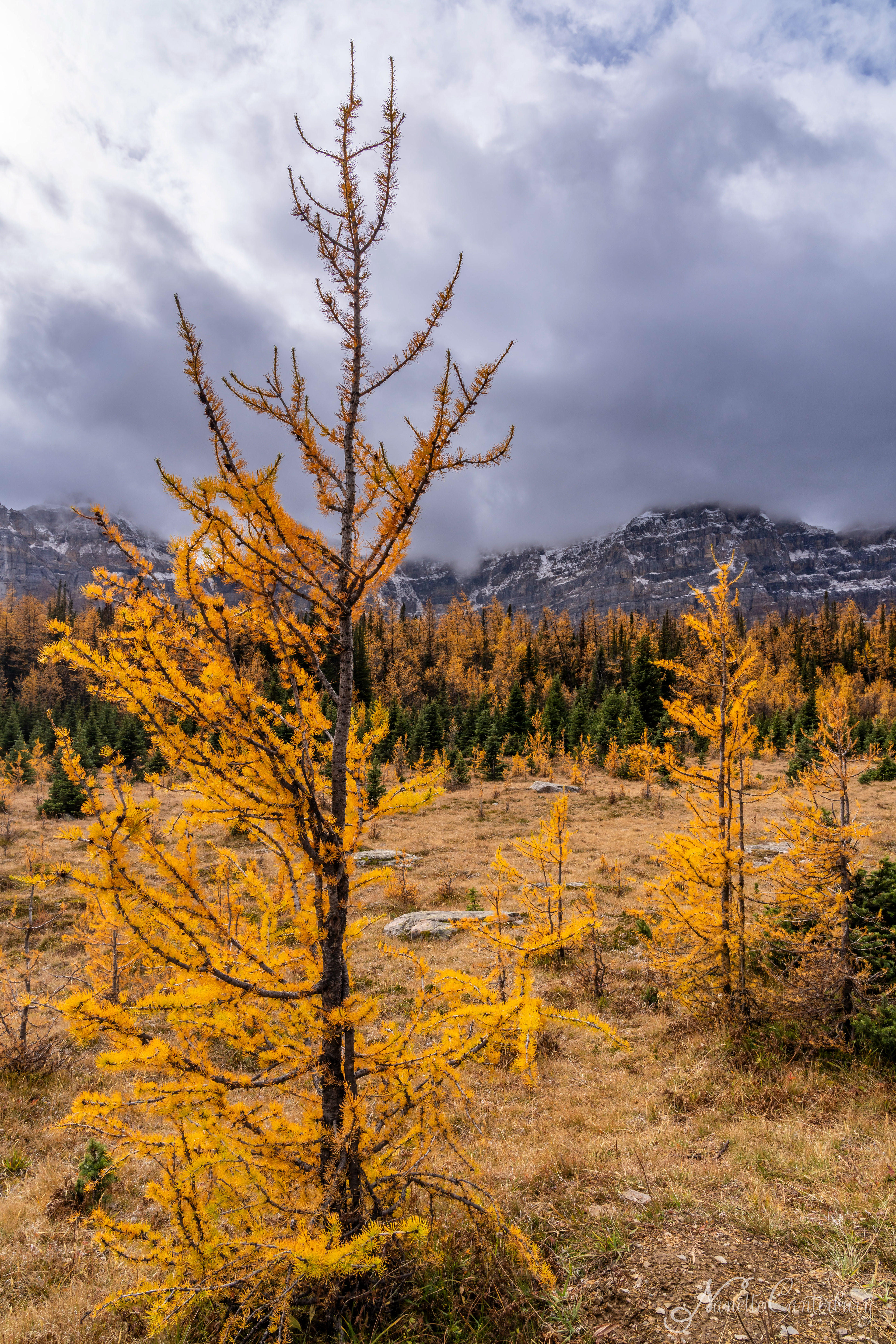 Larch Valley Trail