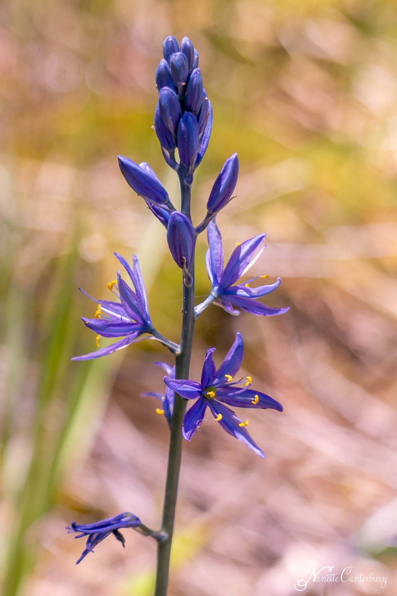 Camas