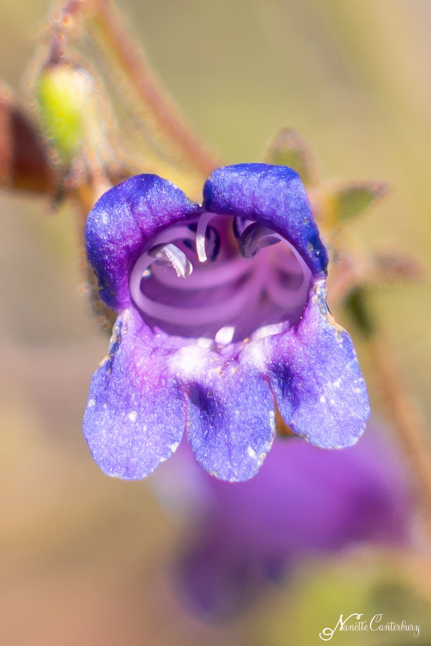 Showy Penstemon