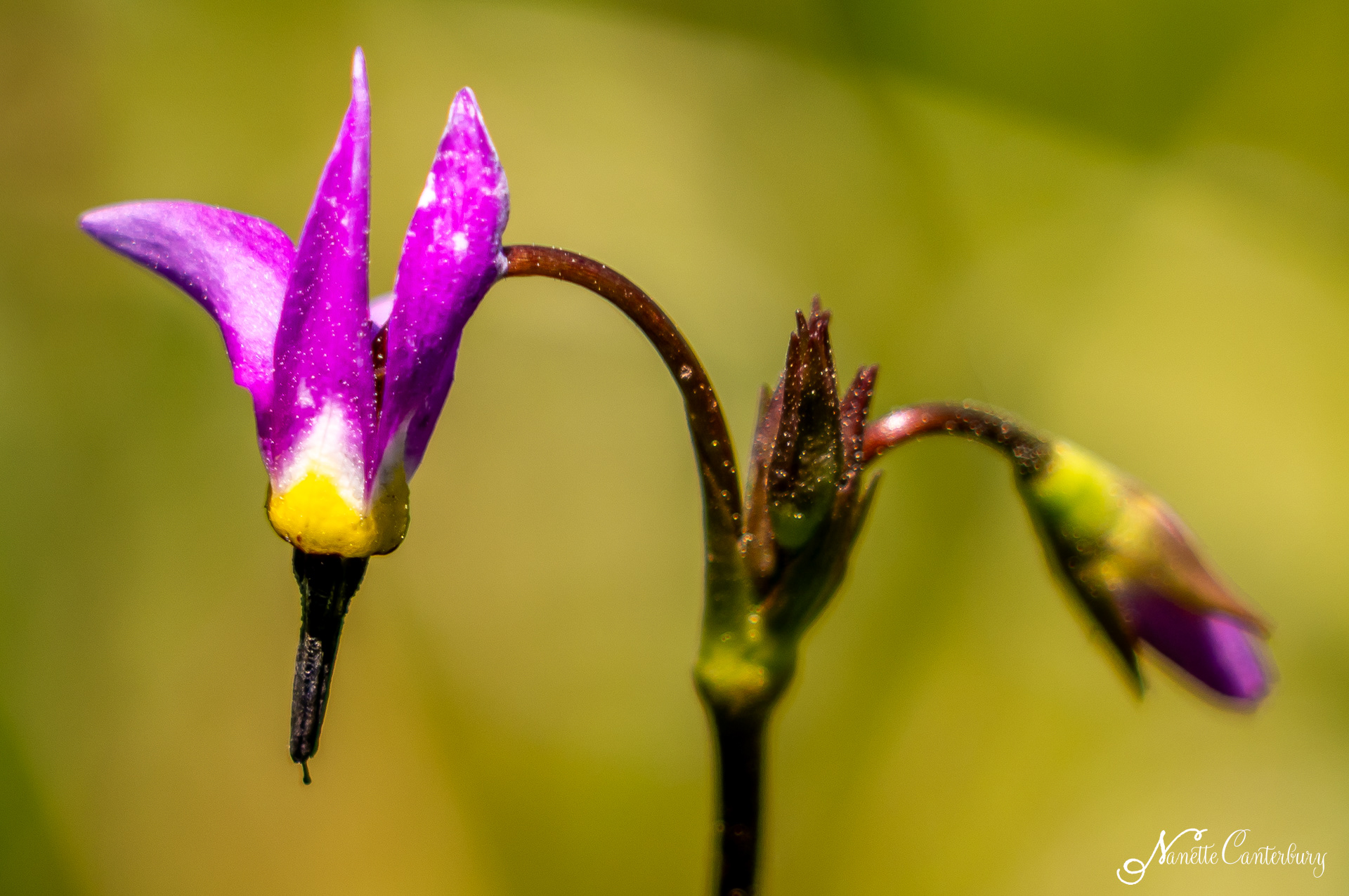 Shooting Star