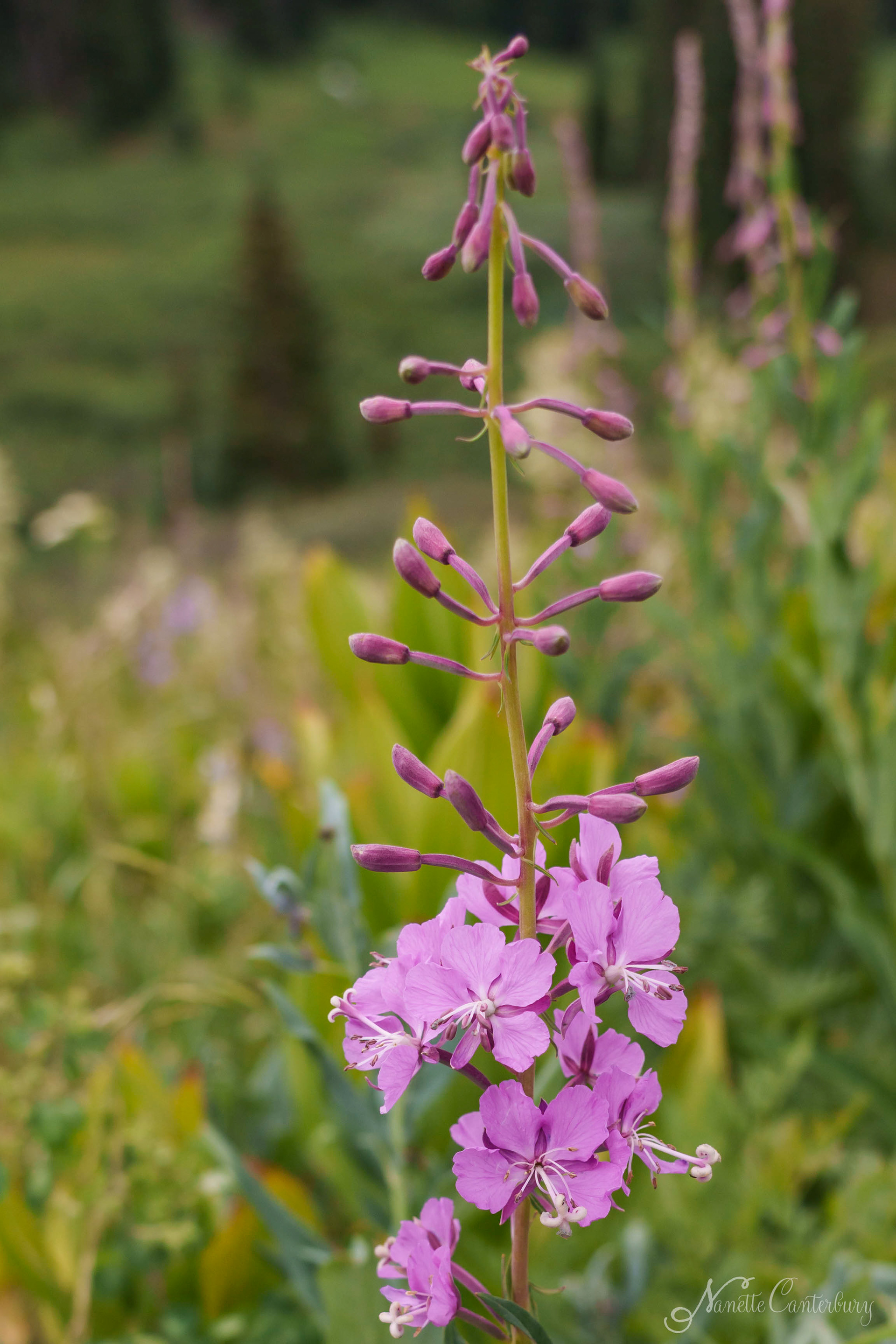 Fire Weed