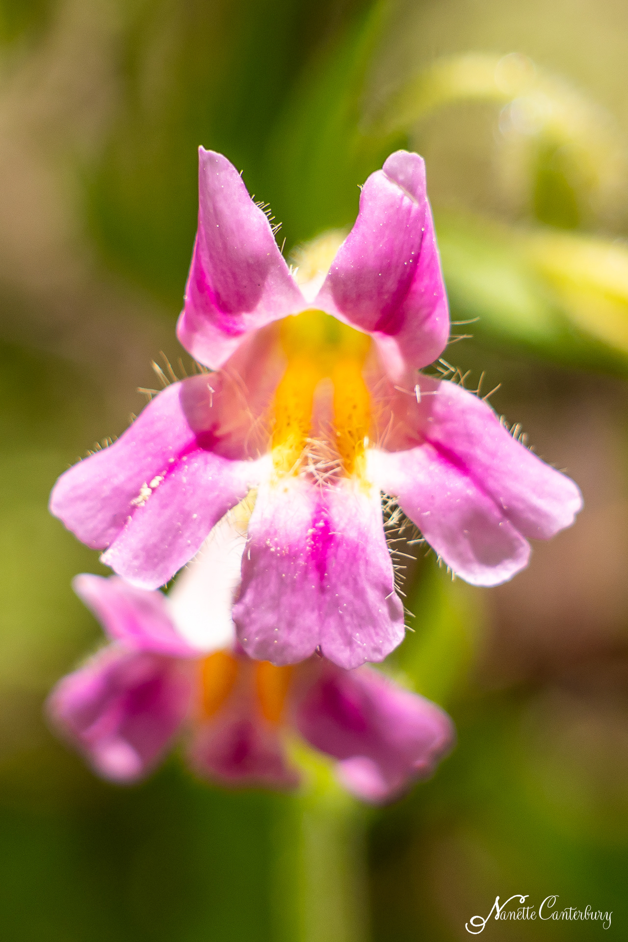 Blushing Monkeyflower