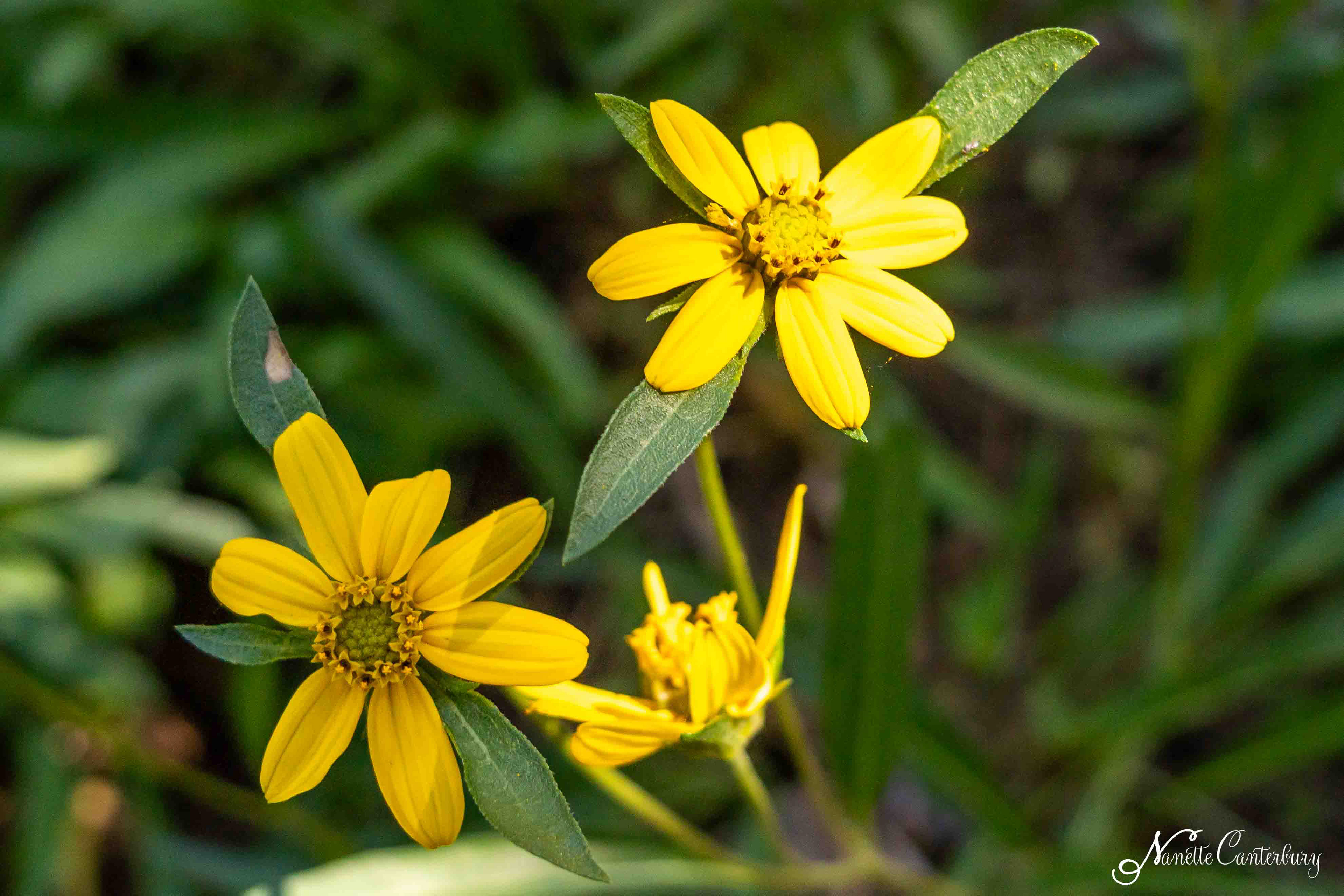 Torhleaf Goldeneye or San Diego County Sunflower