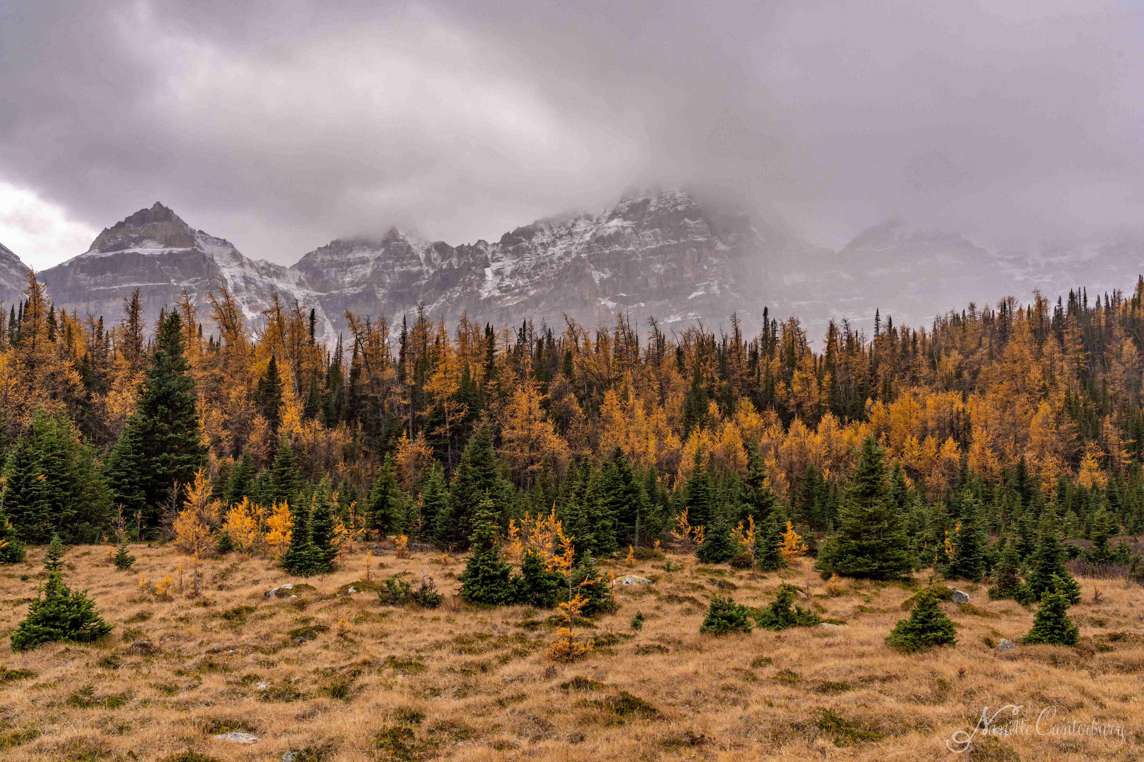 Larch Valley Trail
