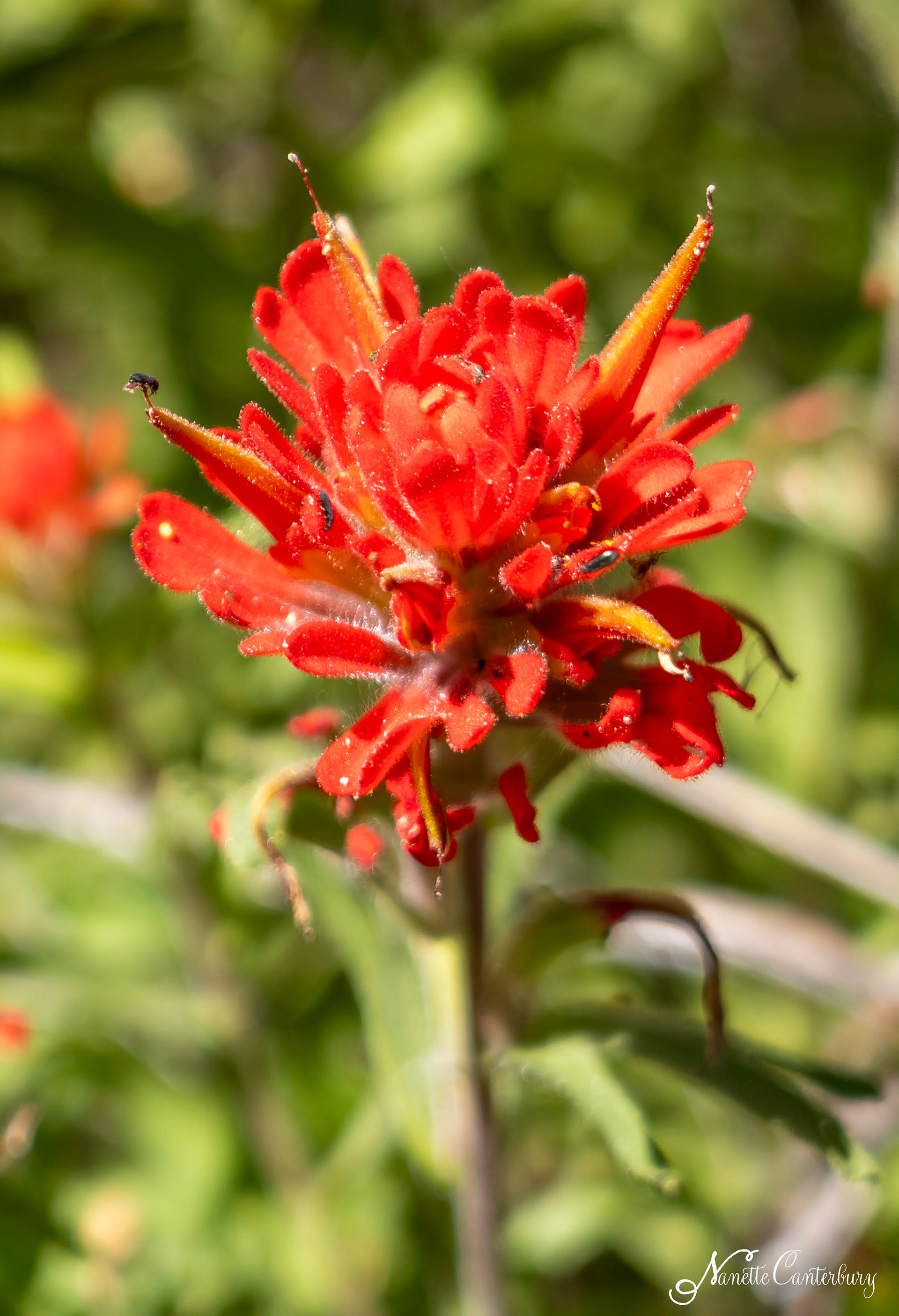Indian Paint Brush