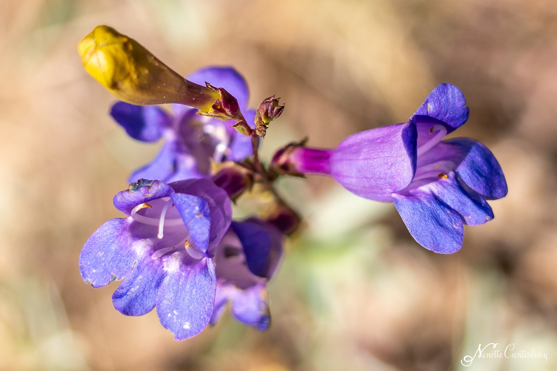 Showy Penstemon