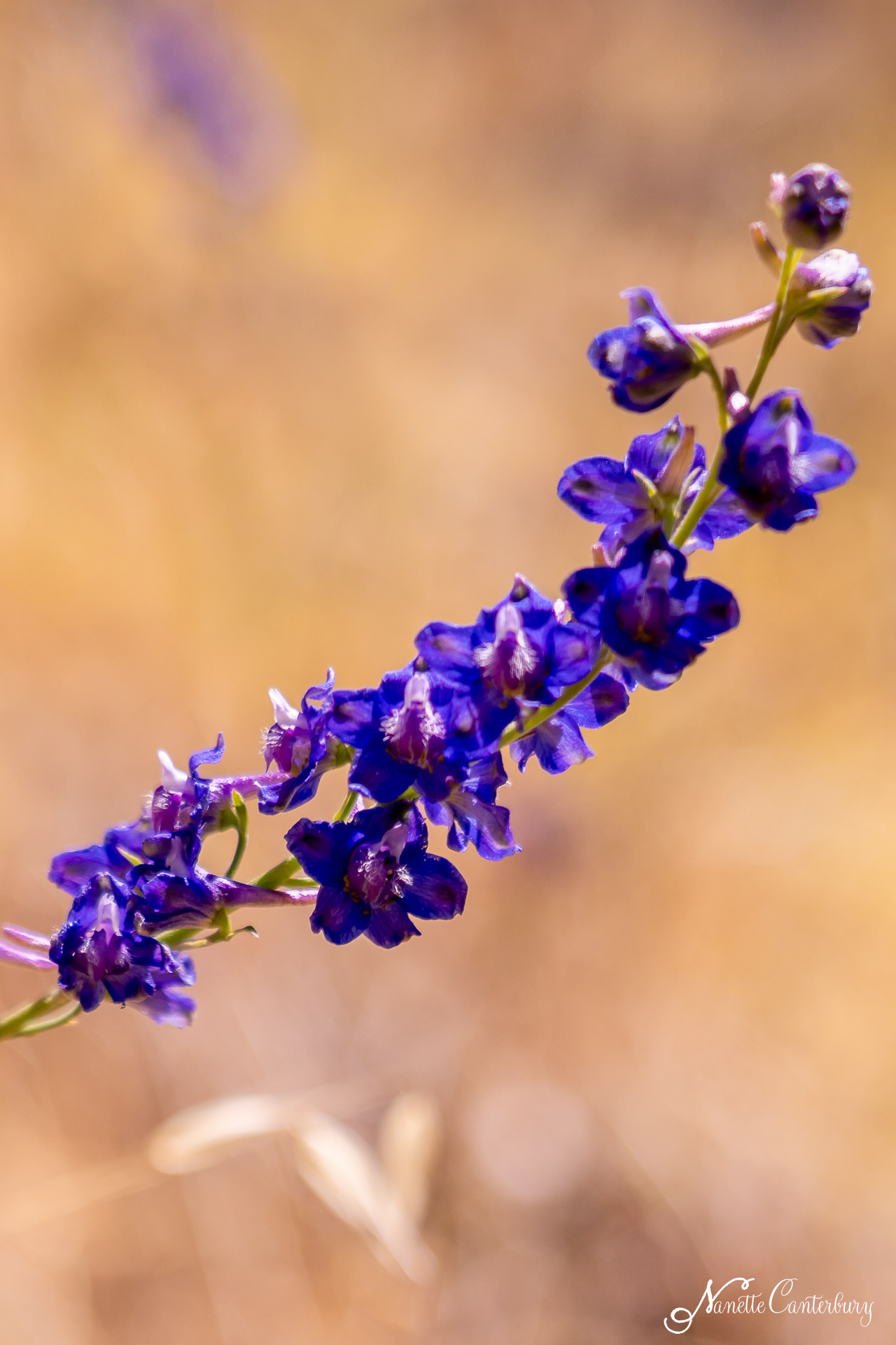 Larkspur